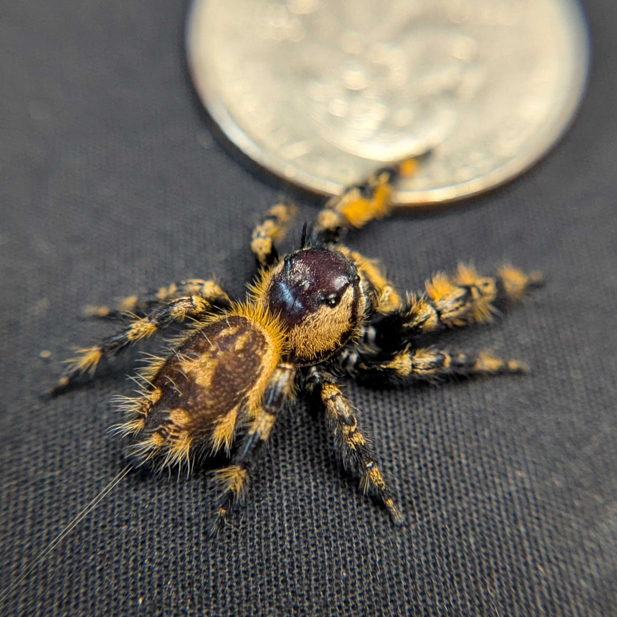 Otiosus Jumping Spider “Tangy Tart”