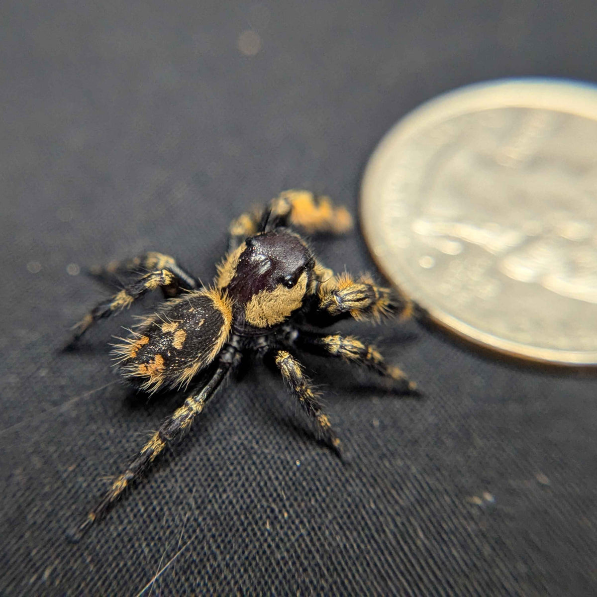 Otiosus Jumping Spider “Mandarin Mousse”
