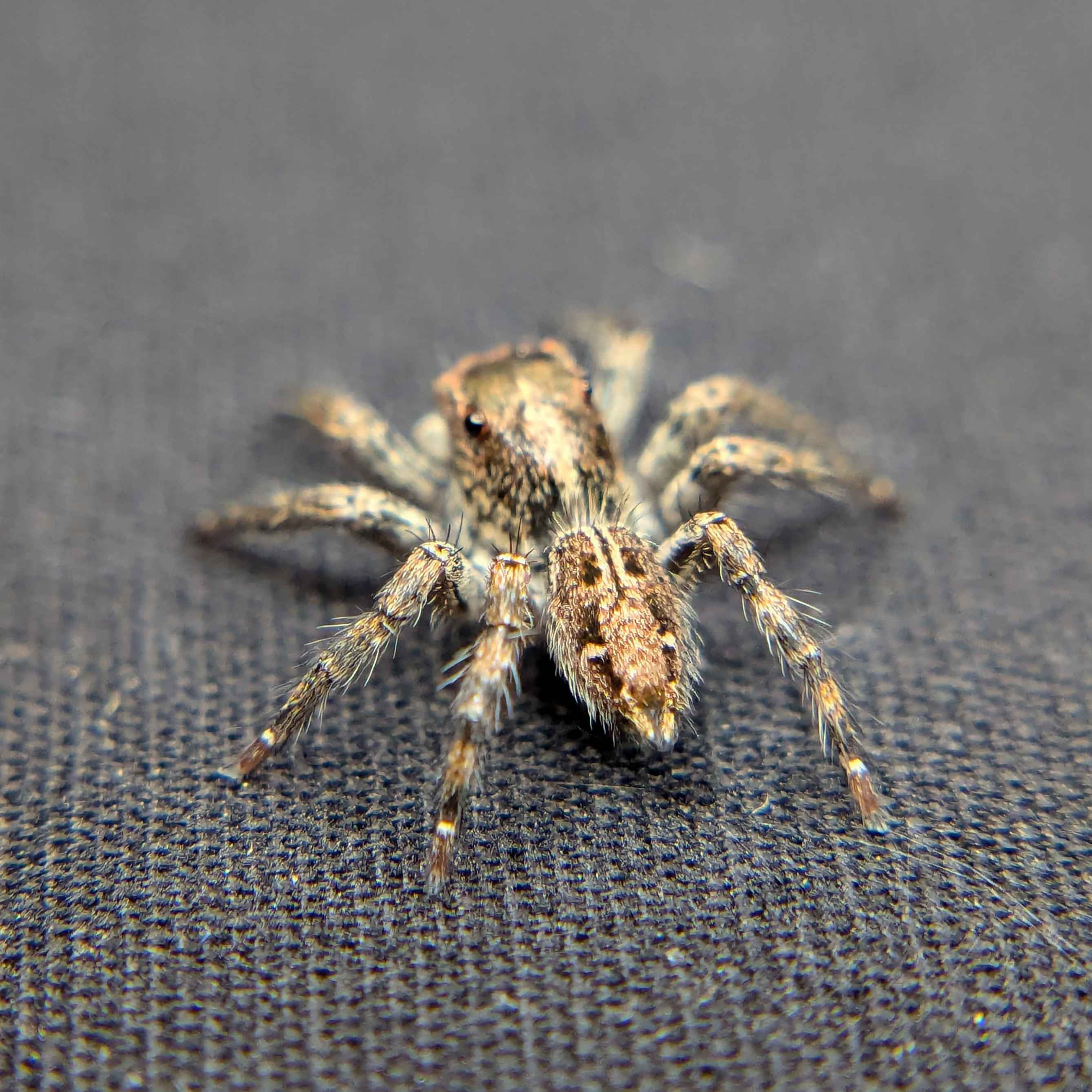 Plexippus paykulli, Pantropical Jumping Spider For Sale, Back View