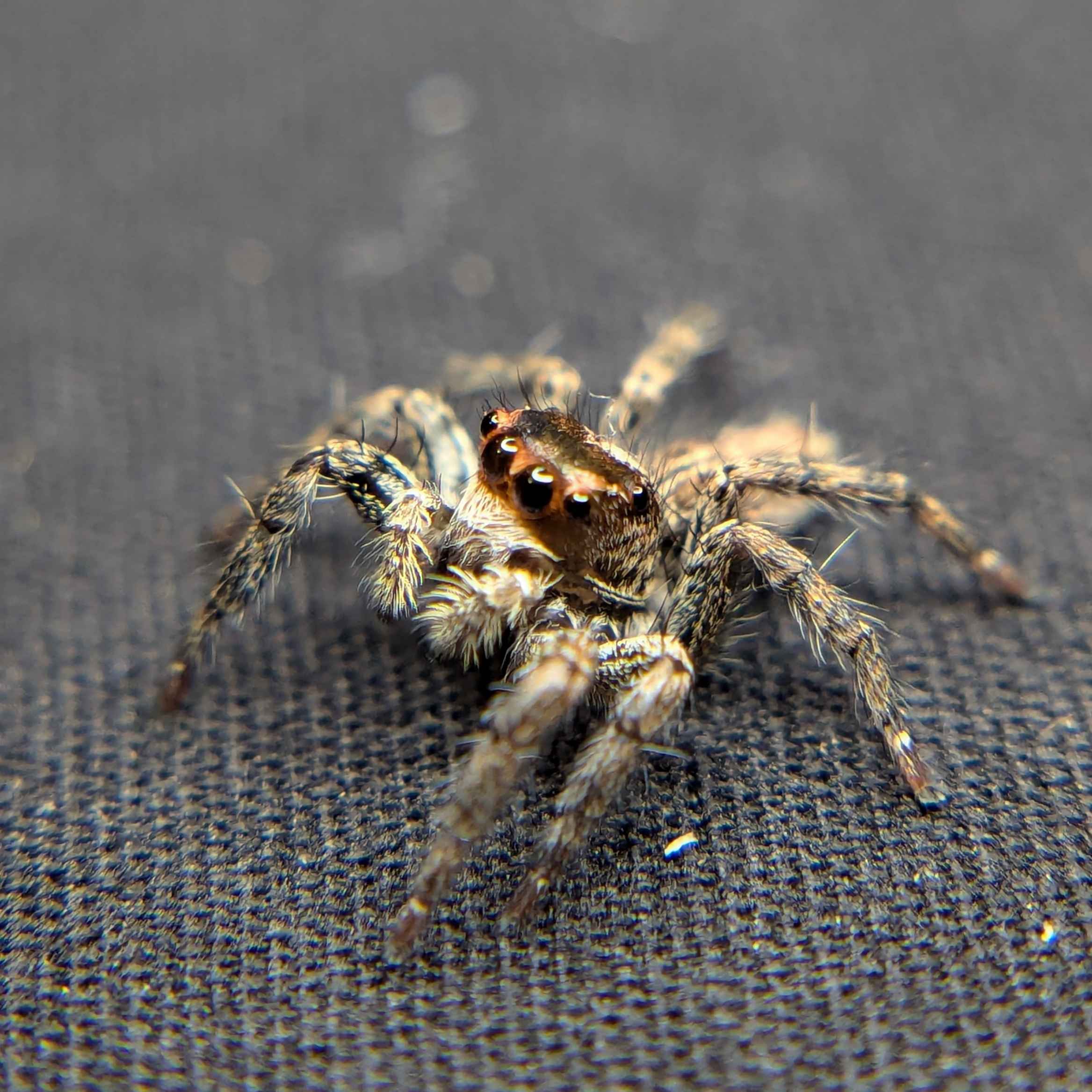 Plexippus paykulli, Pantropical Jumping Spider For Sale, Front View