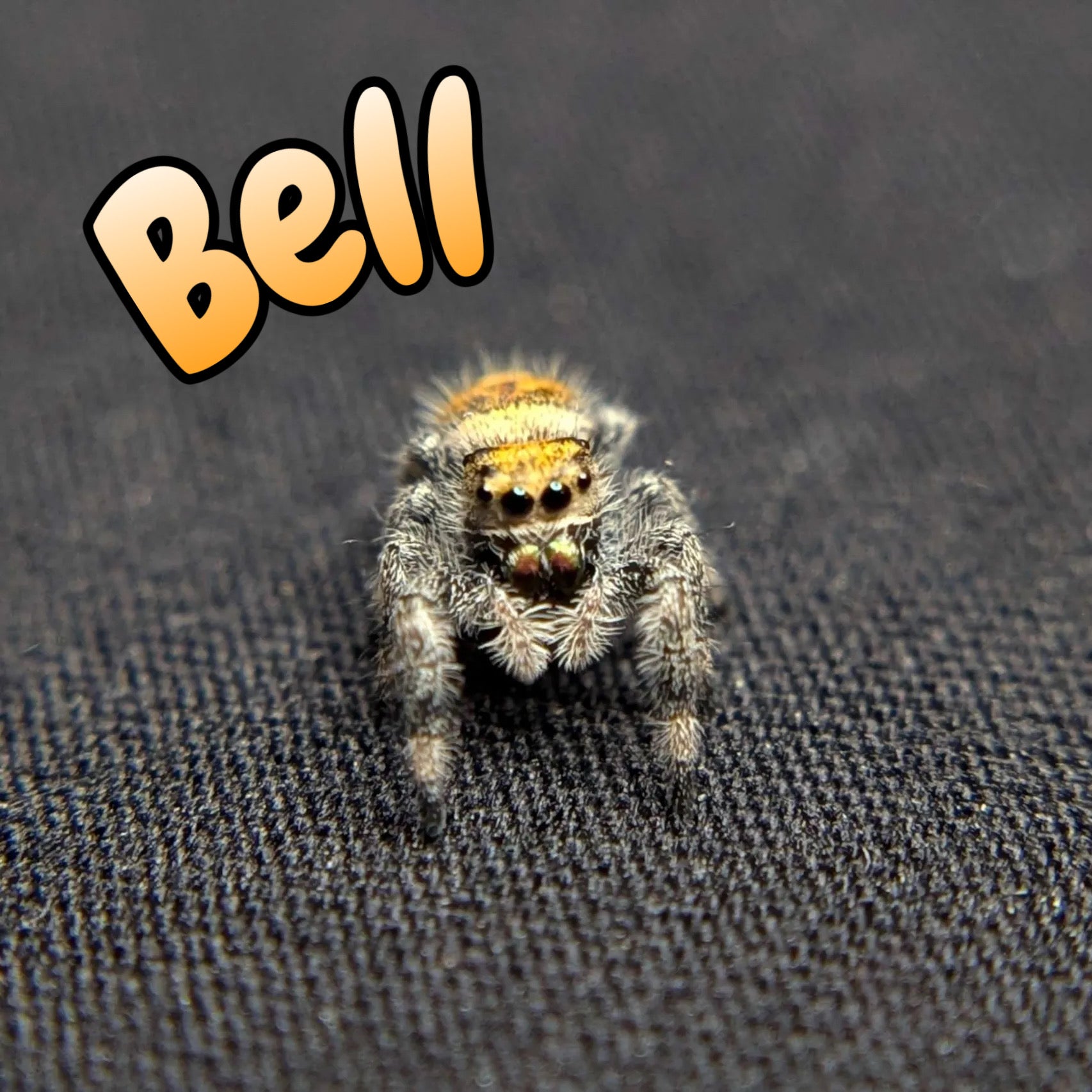 Female Regal Jumping Spider Bell, Front View