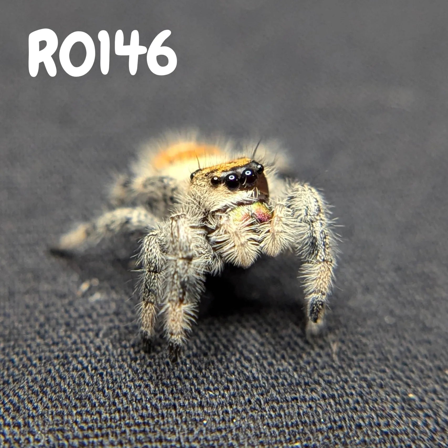Female Regal Jumping Spider Cupcake, SKU Code
