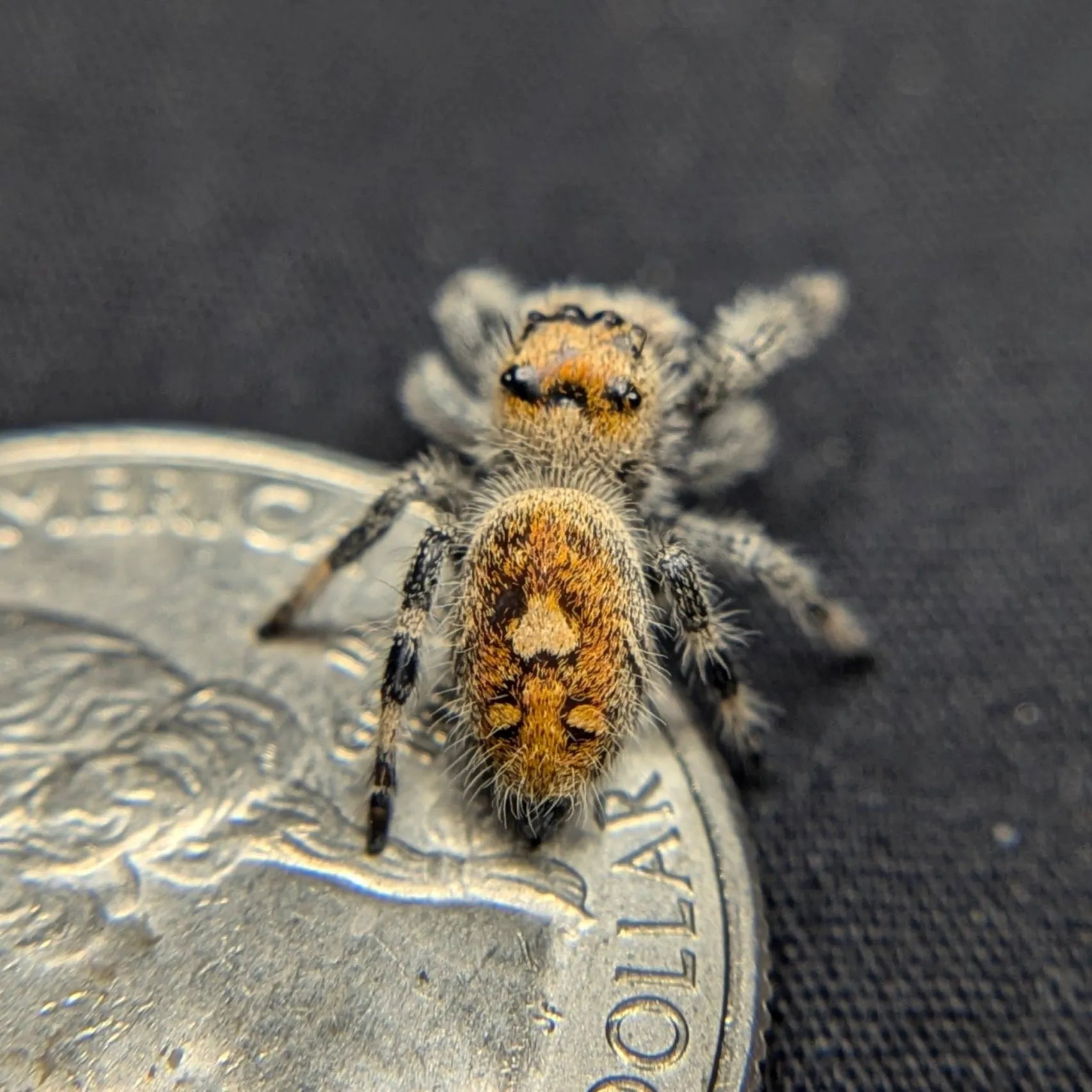 Female Regal Jumping Spider Cupcake, Back View