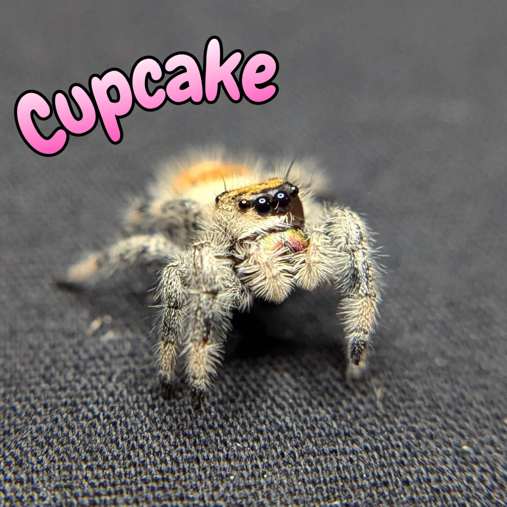 Female Regal Jumping Spider Cupcake, Front View