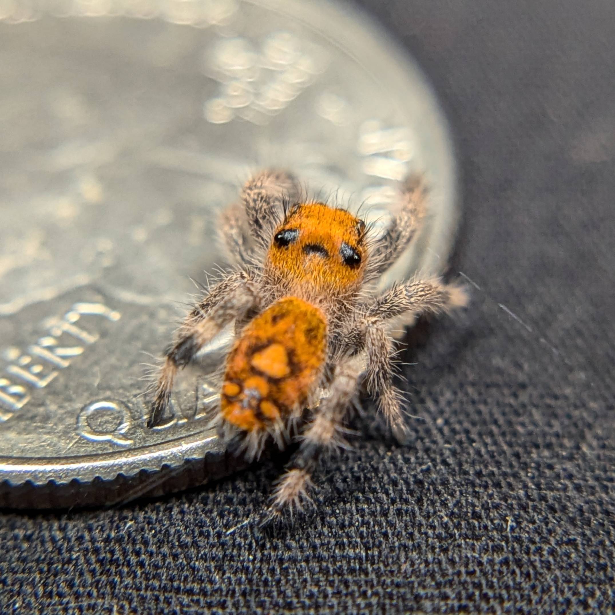 Female Regal Jumping Spider Mystique, Back View