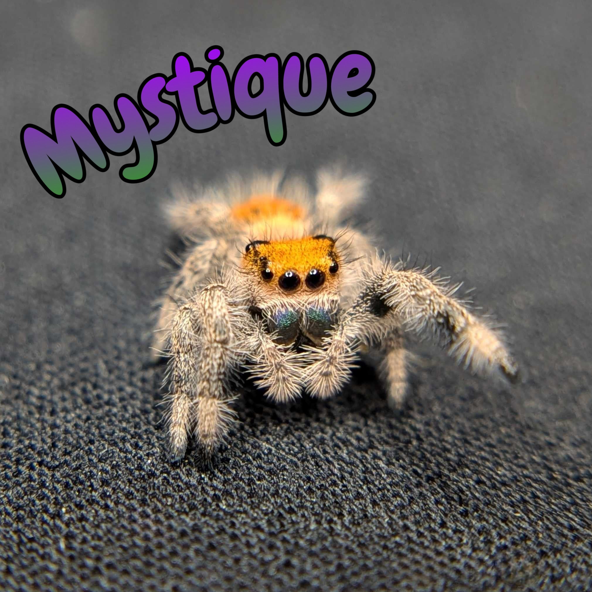 Female Regal Jumping Spider Mystique, Front View