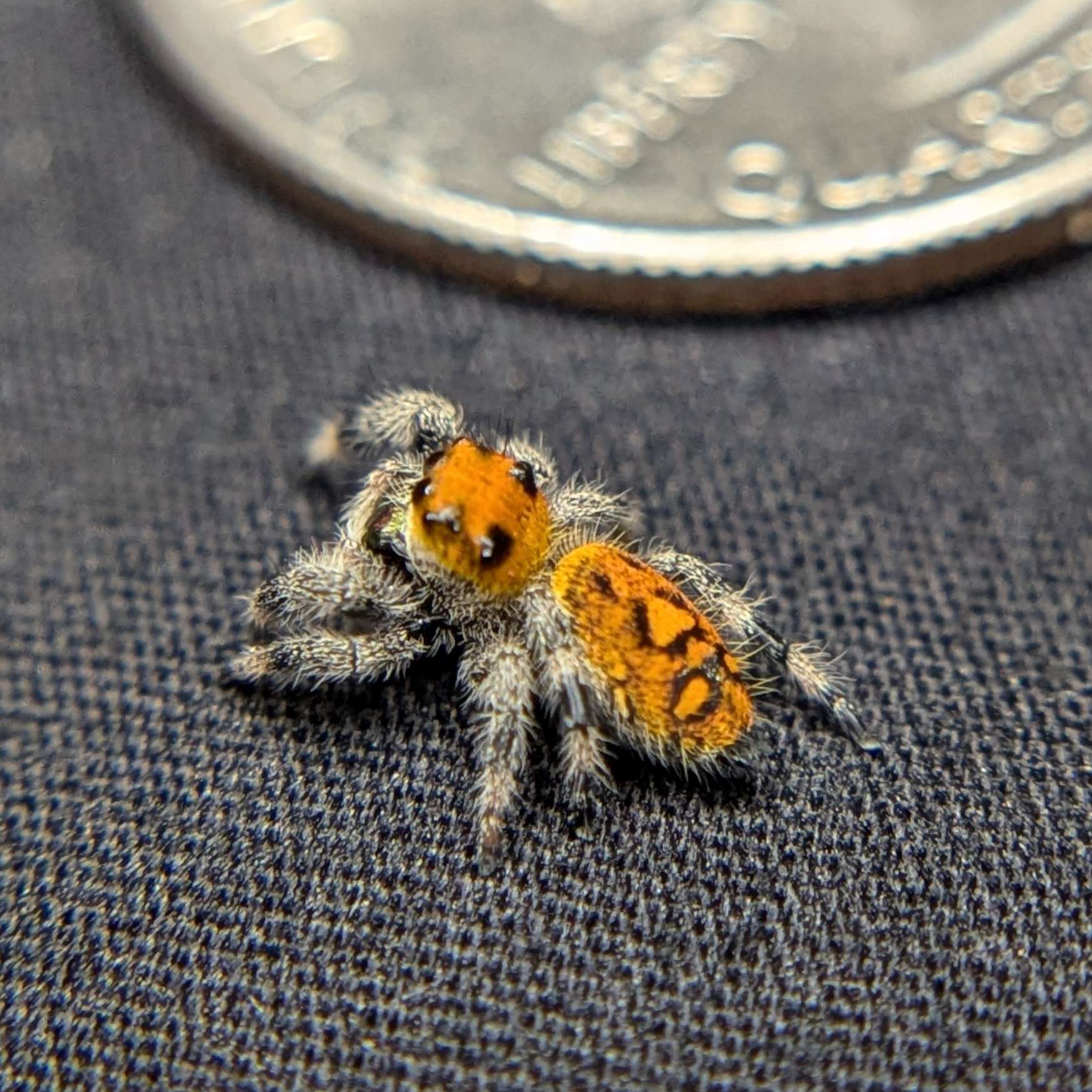 Female Regal Jumping Spider Pumpkin, Side View