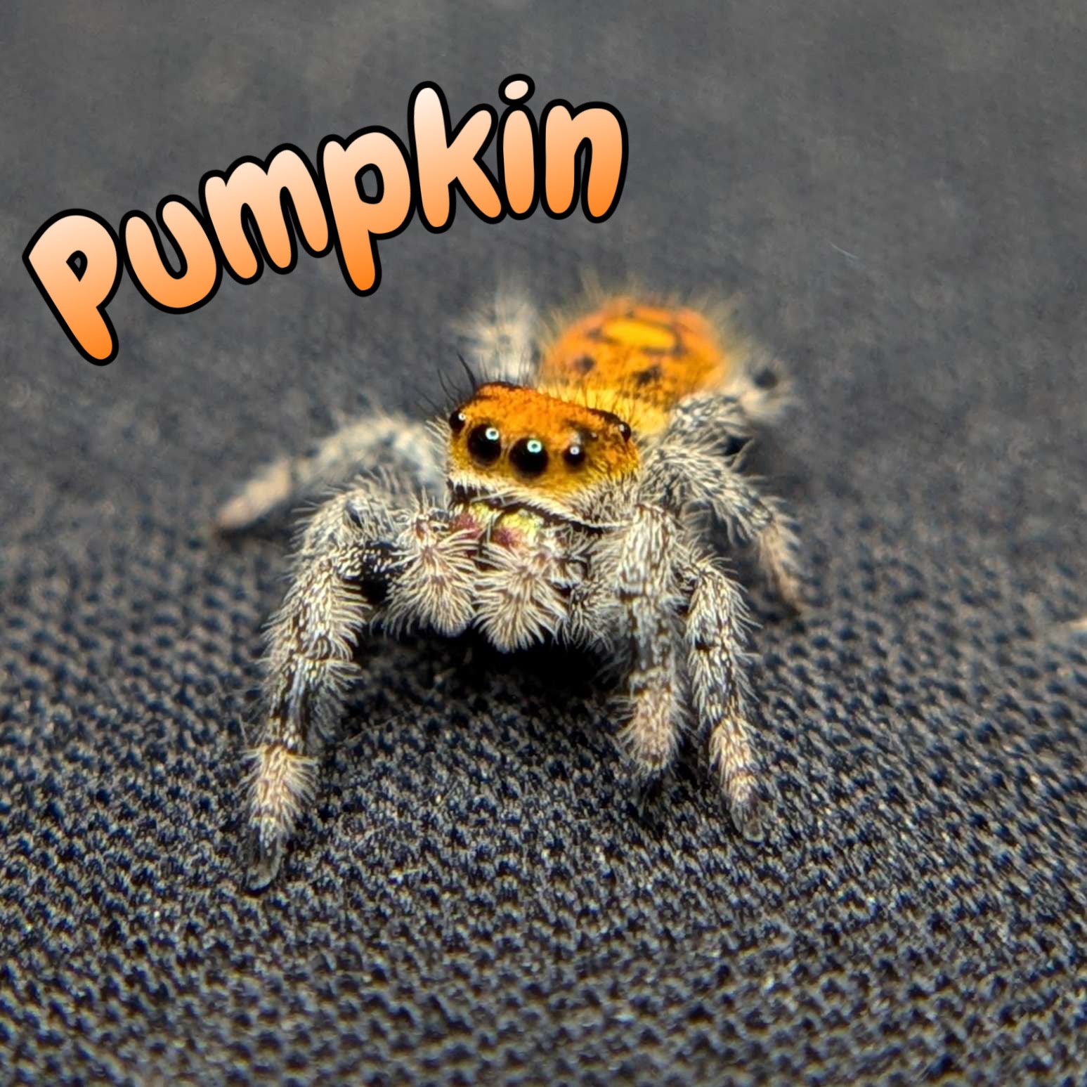 Female Regal Jumping Spider Pumpkin, Front View
