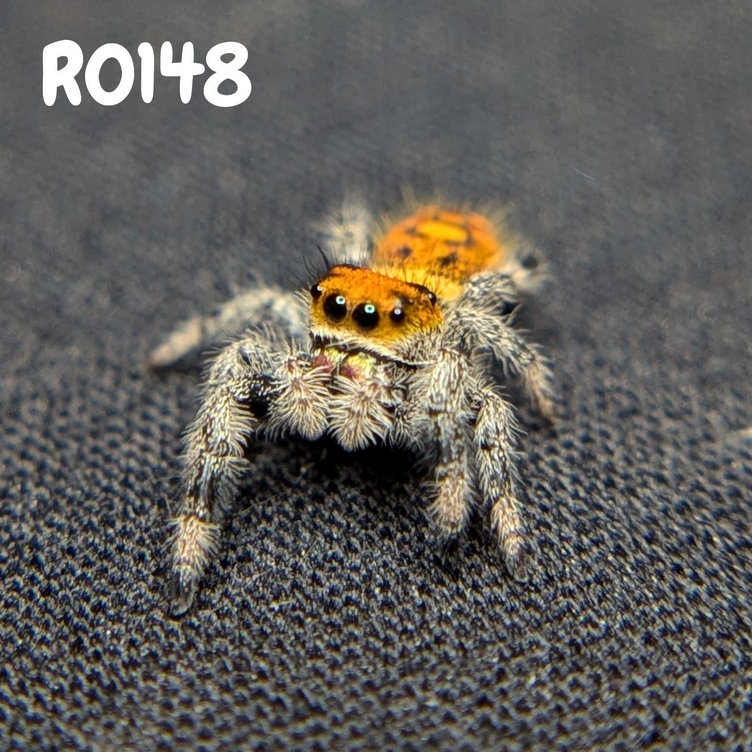 Female Regal Jumping Spider Pumpkin, SKU Code