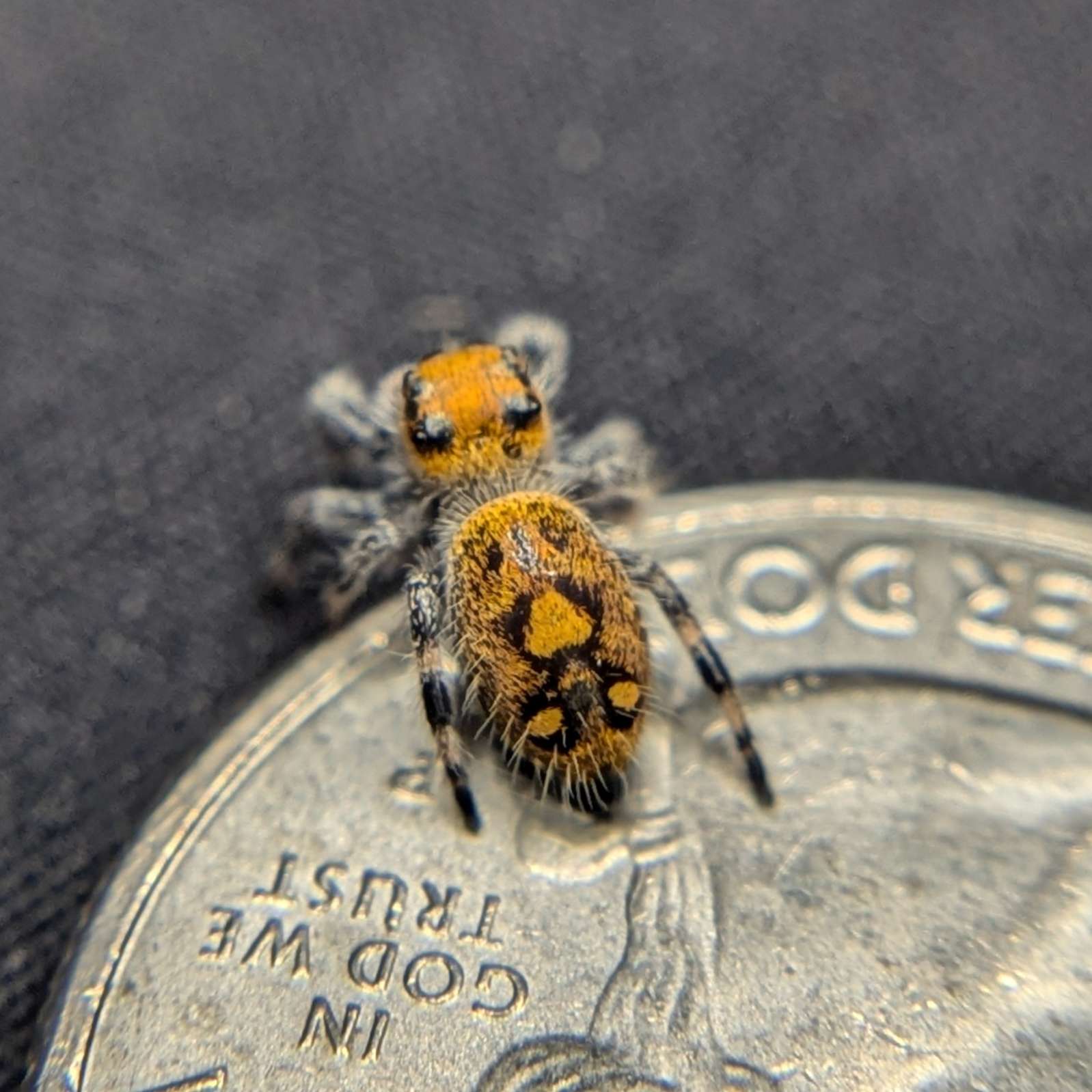 Female Regal Jumping Spider Honey, Back View
