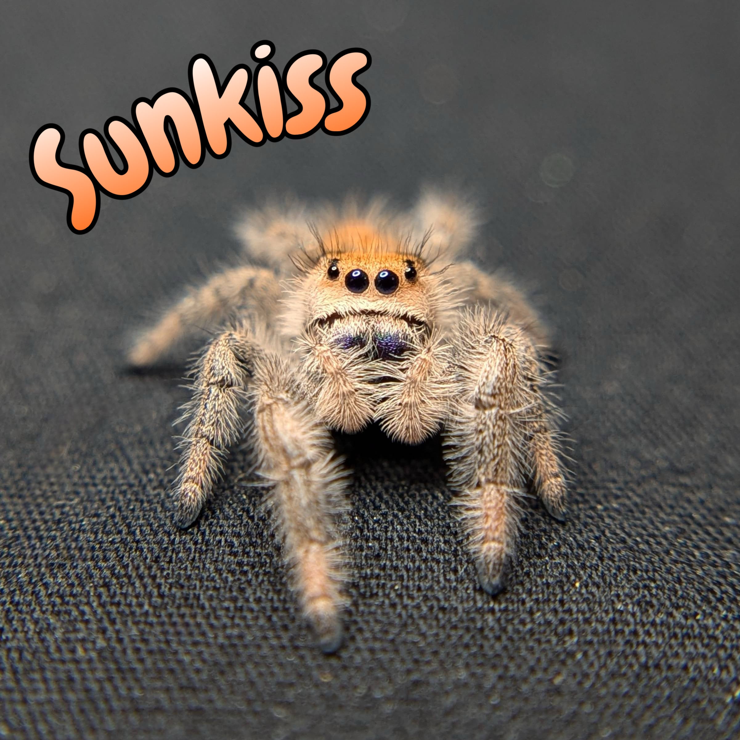 Female Regal Jumping Spider Sunkiss, Front View