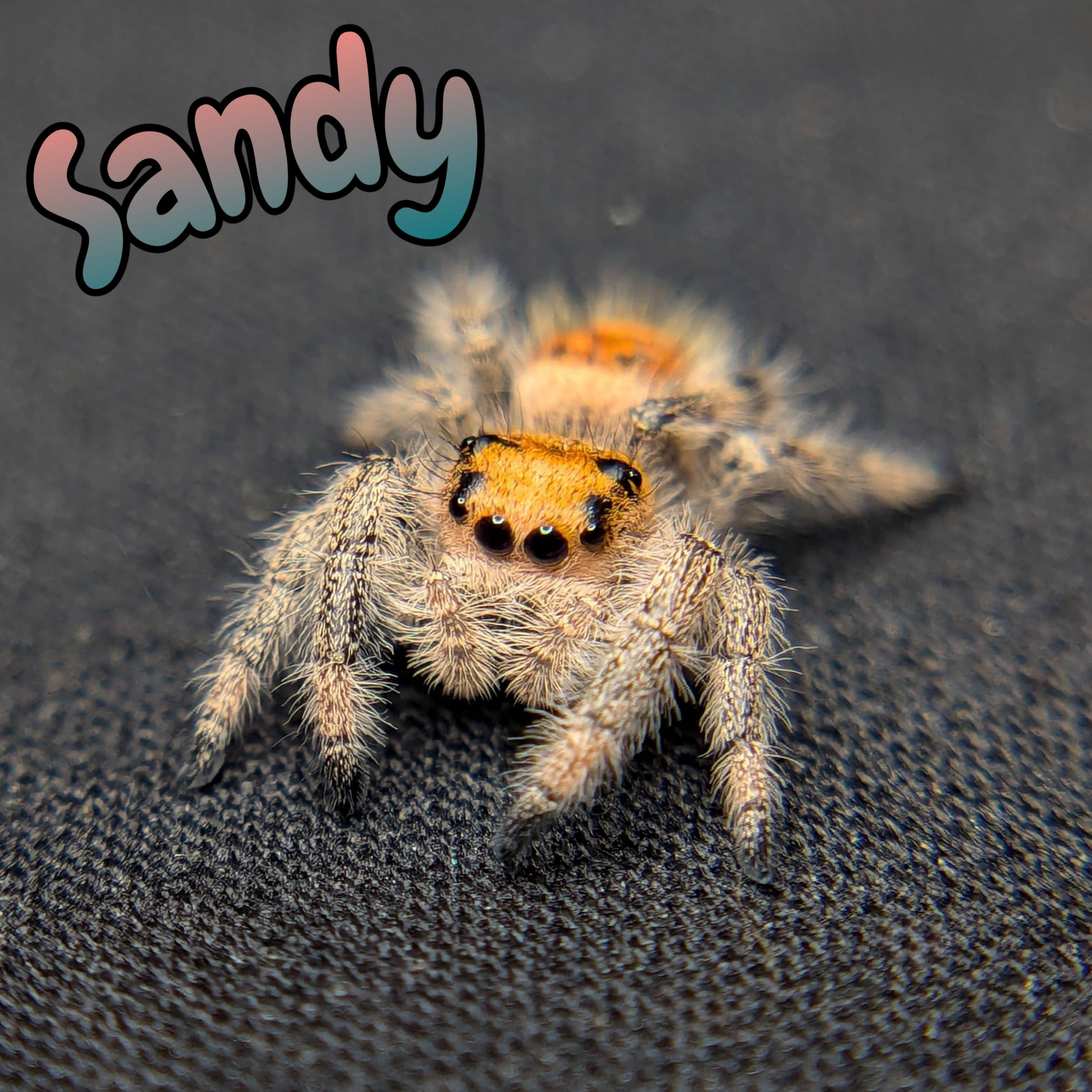 Female Regal Jumping Spider Sandy, Front View