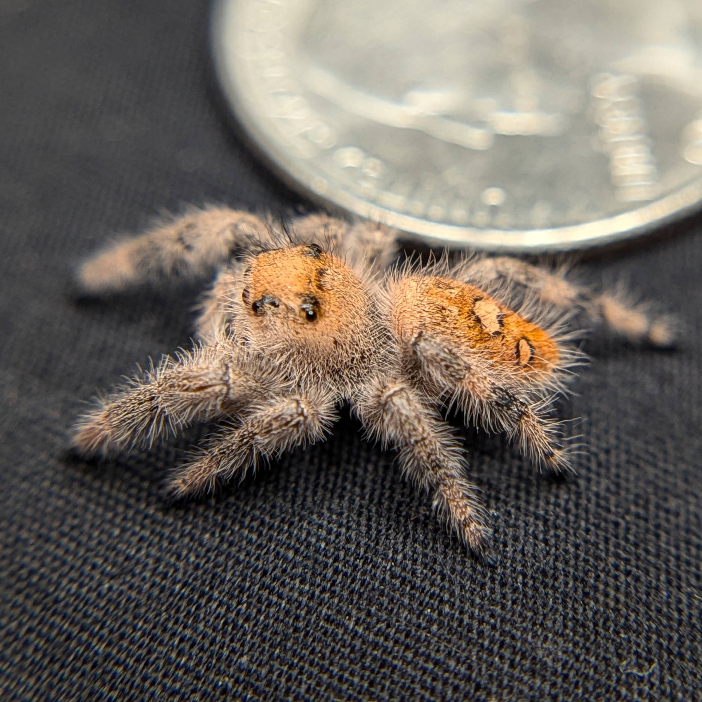 Female Regal Jumping Spider Sandy, Side View