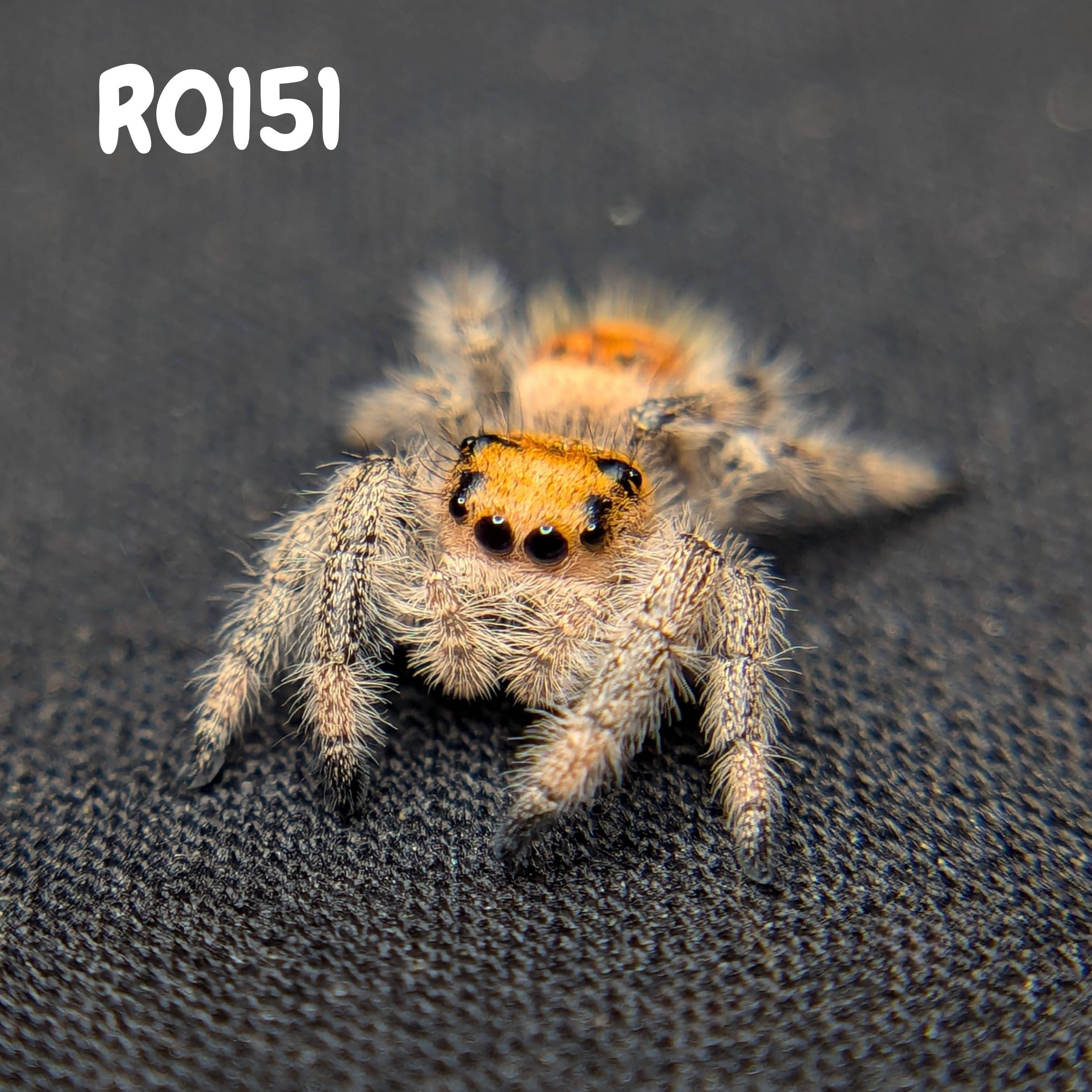 Female Regal Jumping Spider Sandy, SKU Code