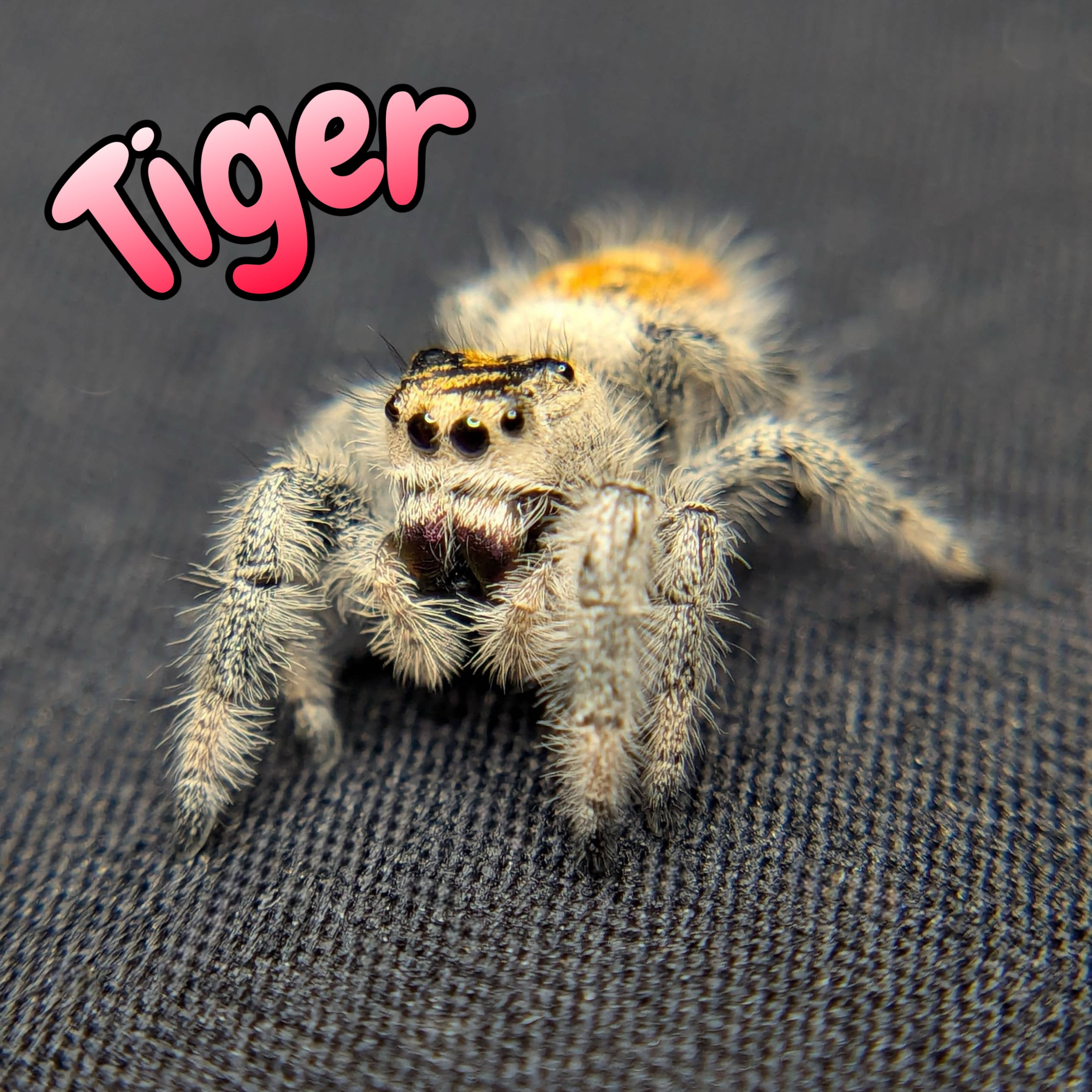 Female Regal Jumping Spider Tiger, Front View