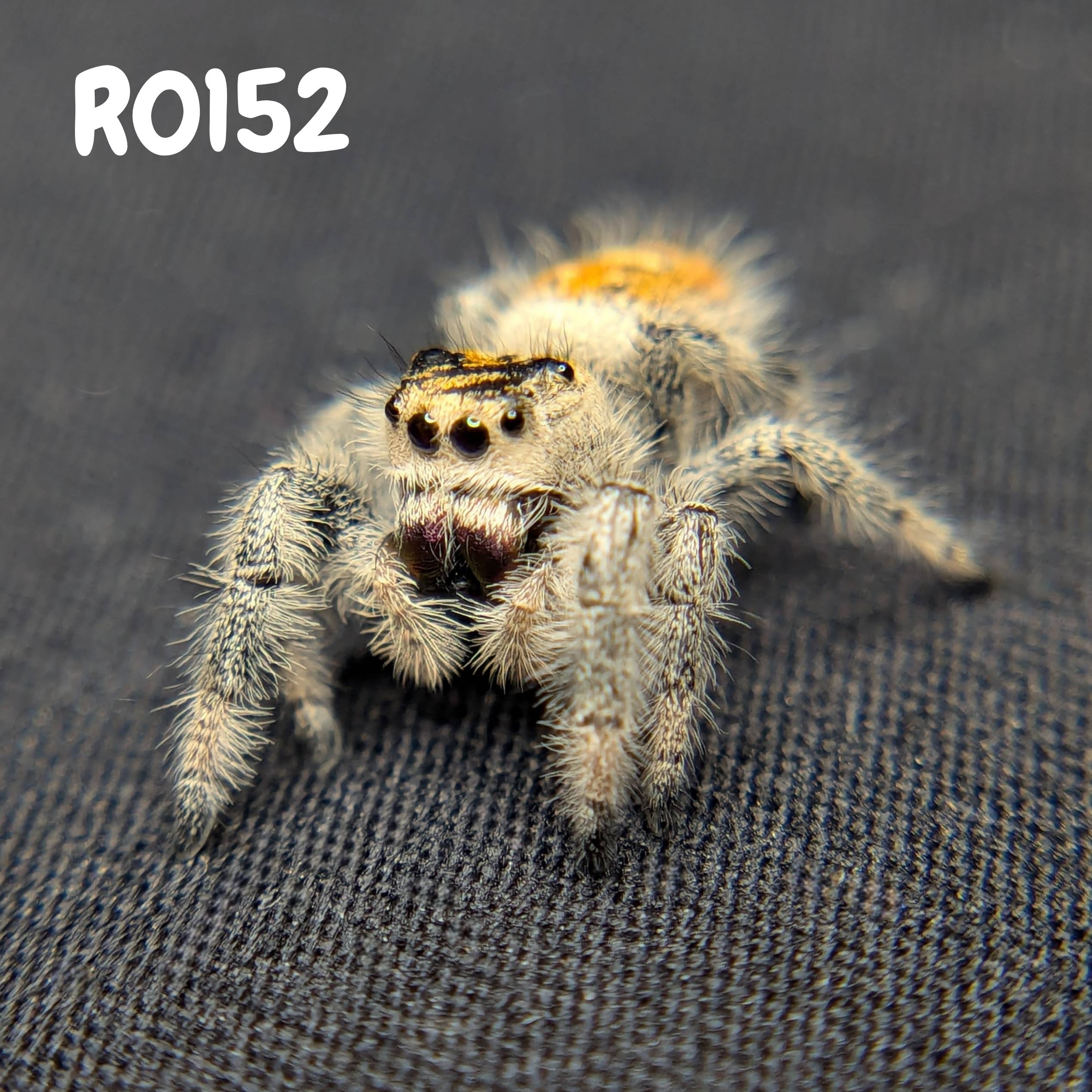 Female Regal Jumping Spider Tiger, SKU Code