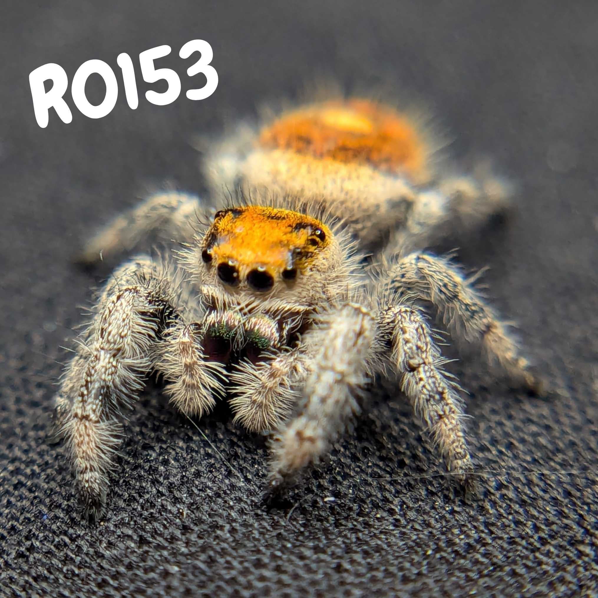 Female Regal Jumping Spider Marmalade, SKU Code