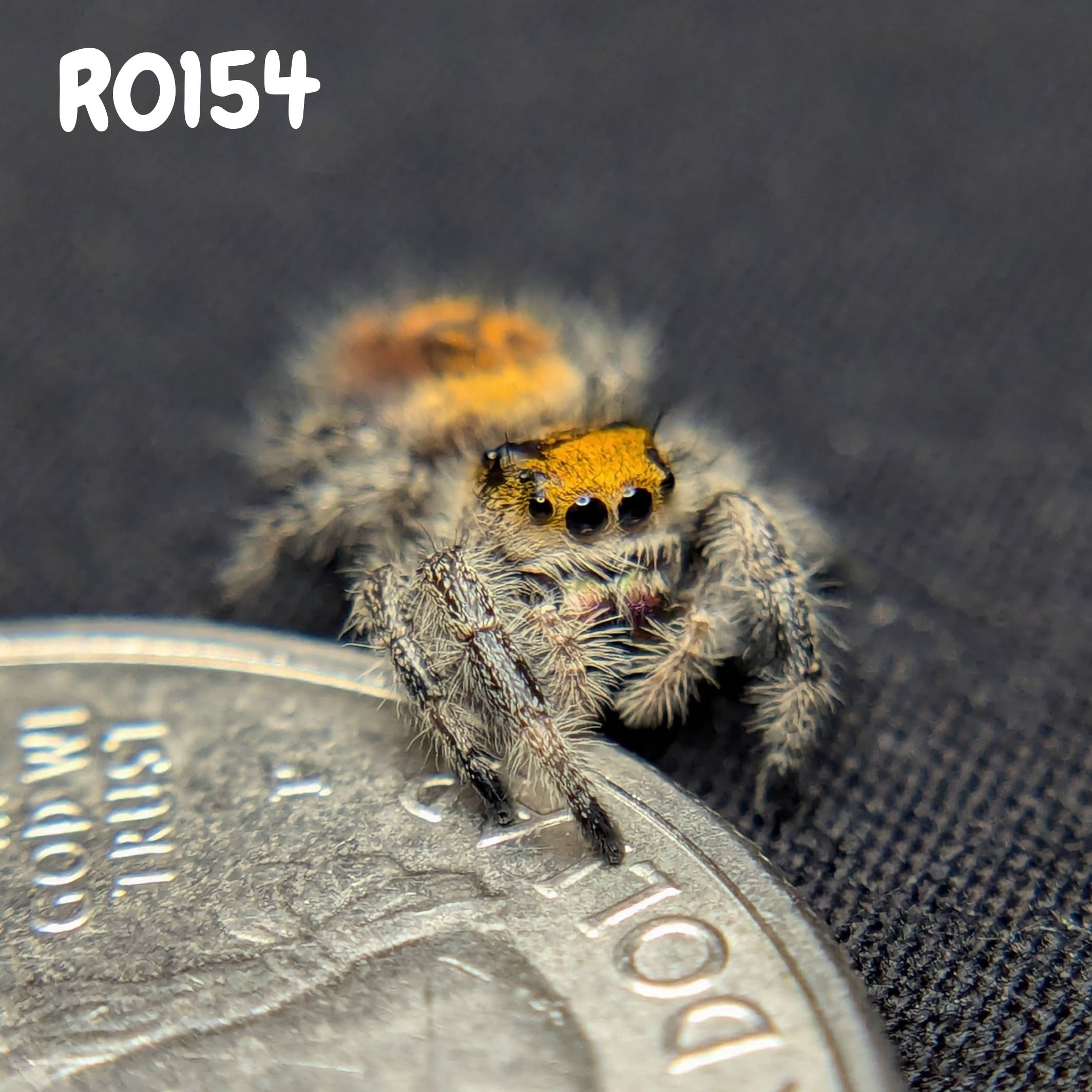 Female Regal Jumping Spider Firecracker, SKU Code