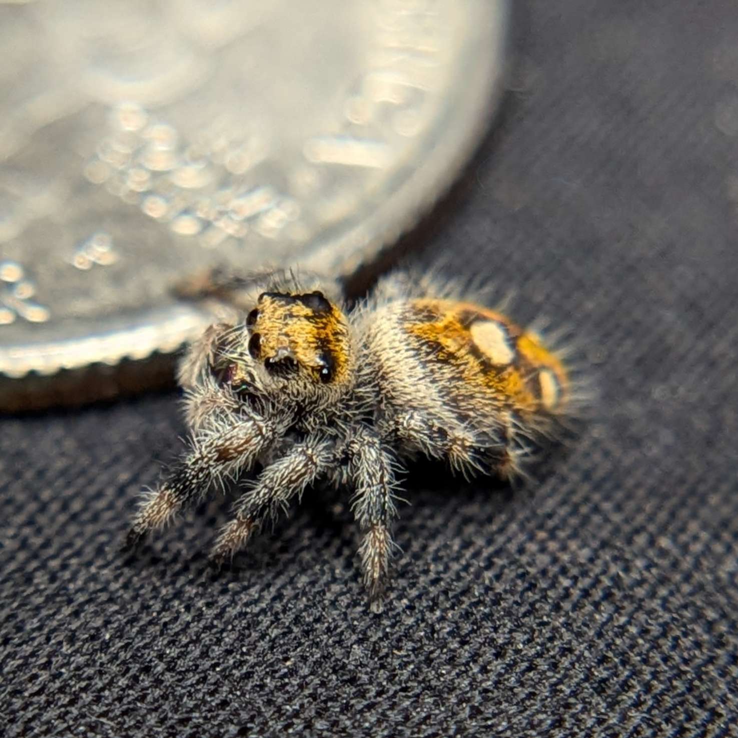 Female Regal Jumping Spider Pineapple Express, Side View