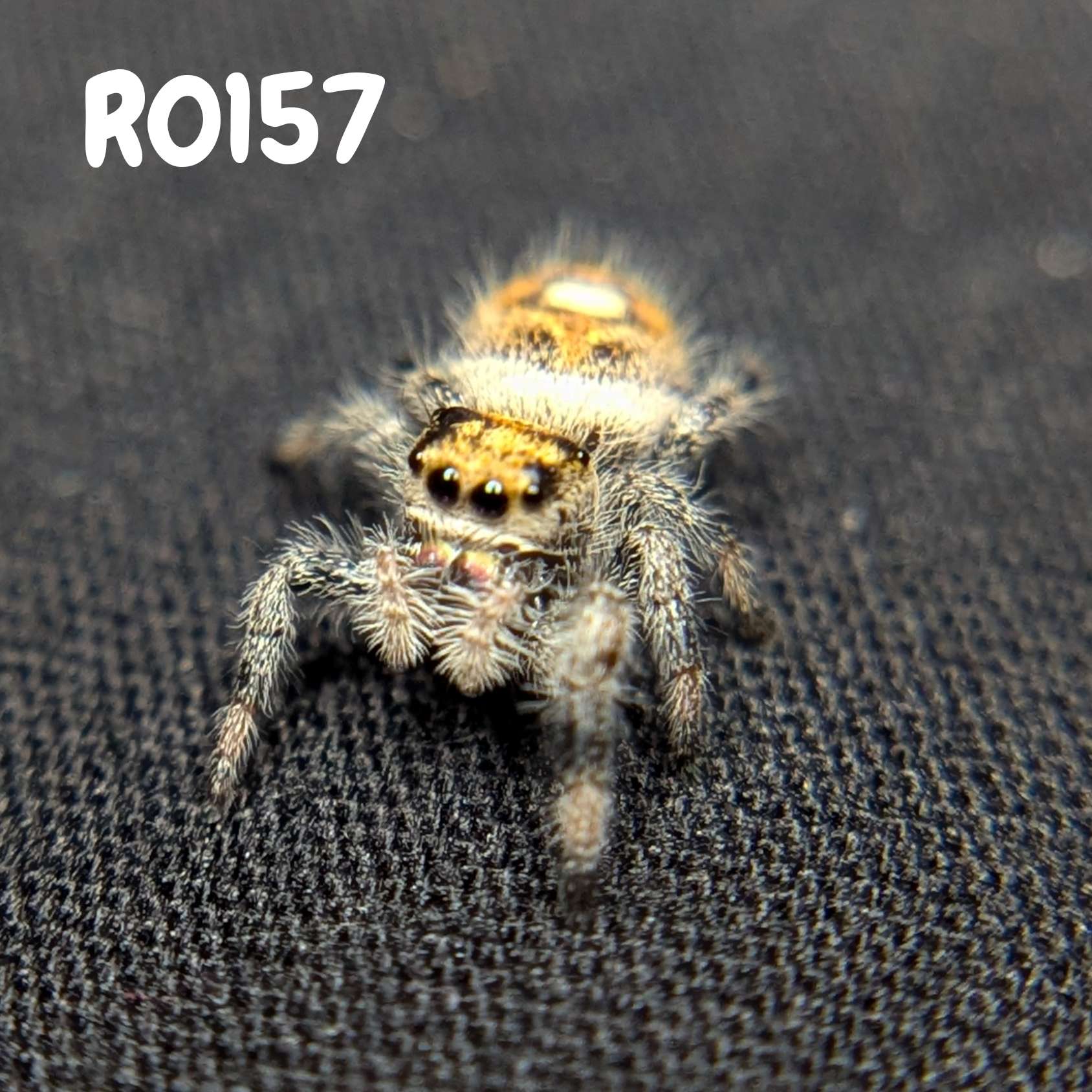 Female Regal Jumping Spider Pineapple Express, SKU Code