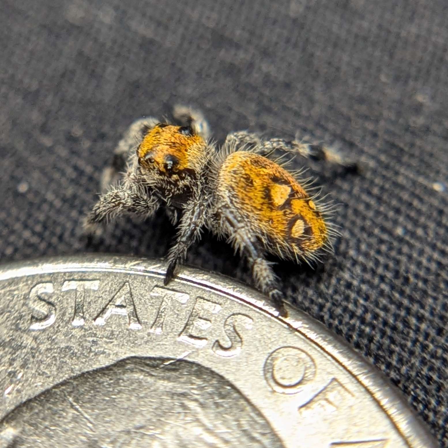 Female Regal Jumping Spider Sizzle, Side View