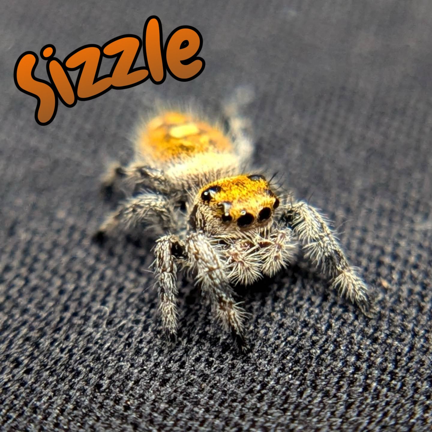 Female Regal Jumping Spider Sizzle, Front View