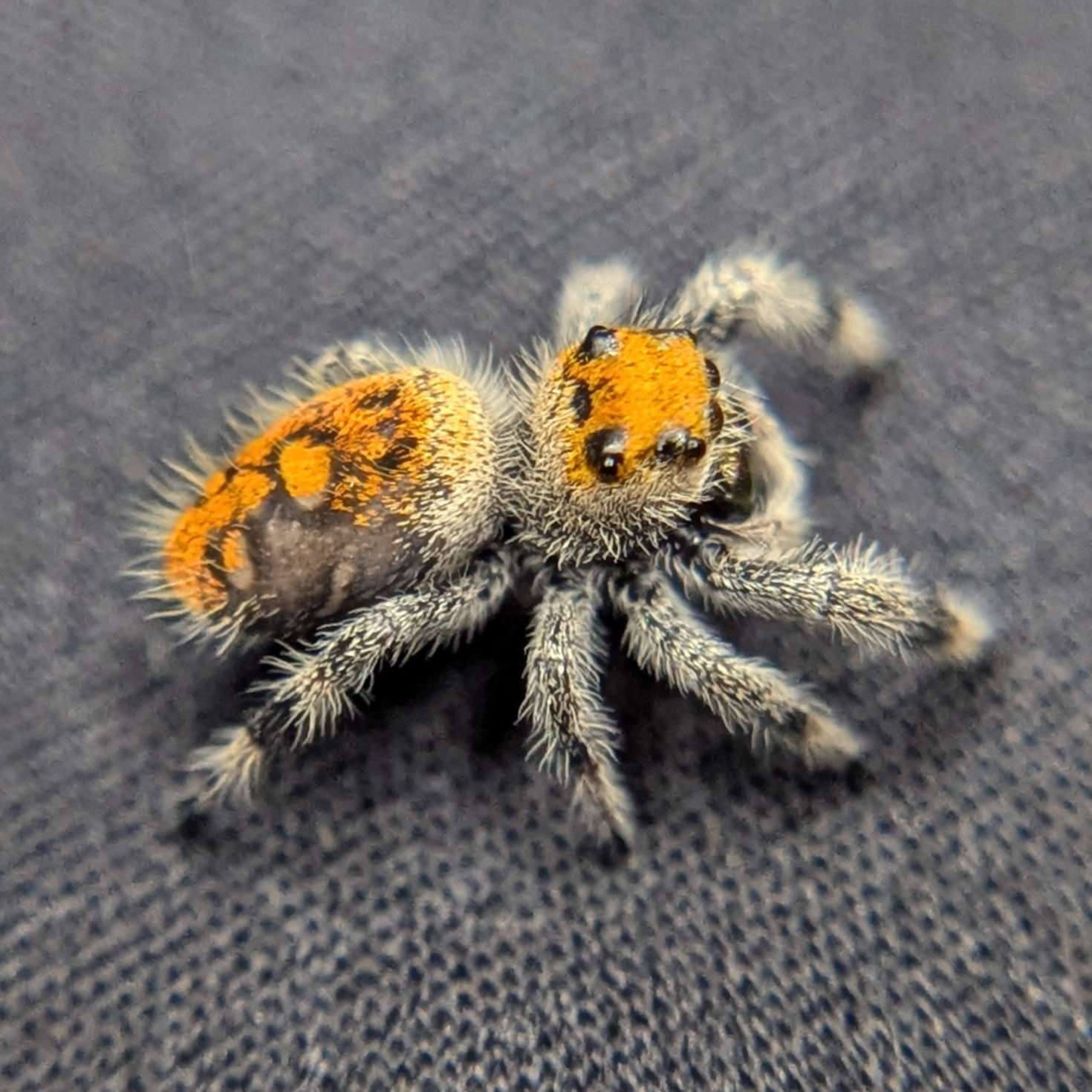 Female Regal Jumping Spider Sunny, Side View