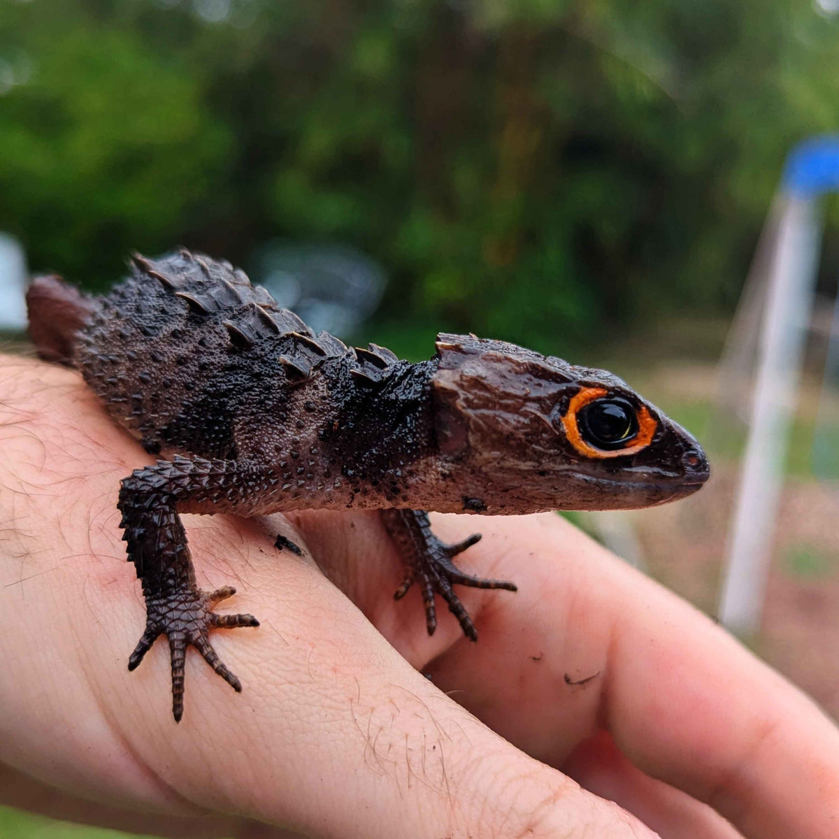 Red Eyed Crocodile Skink Close Up