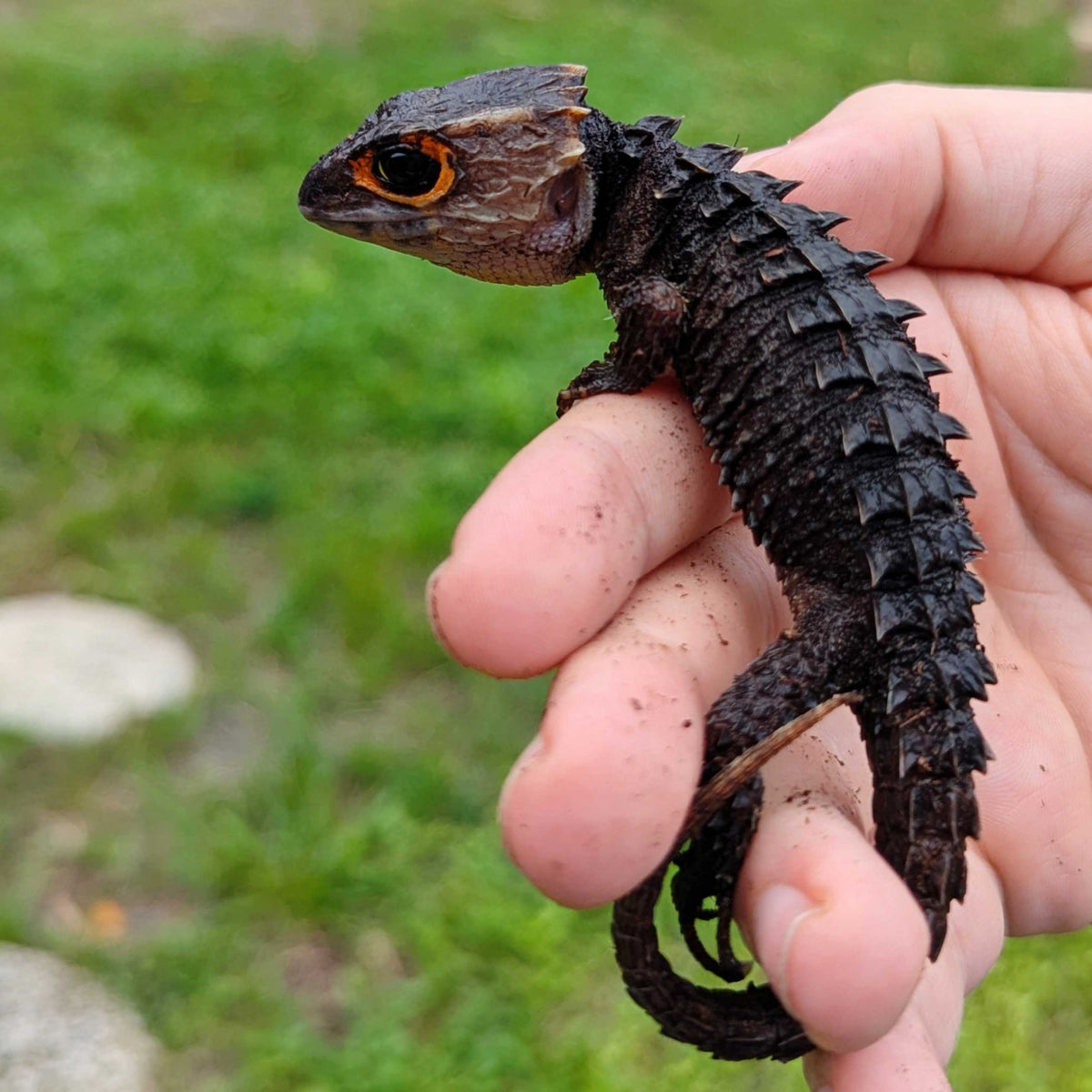 Red Eyed Crocodile Skink Close Up Other Angle