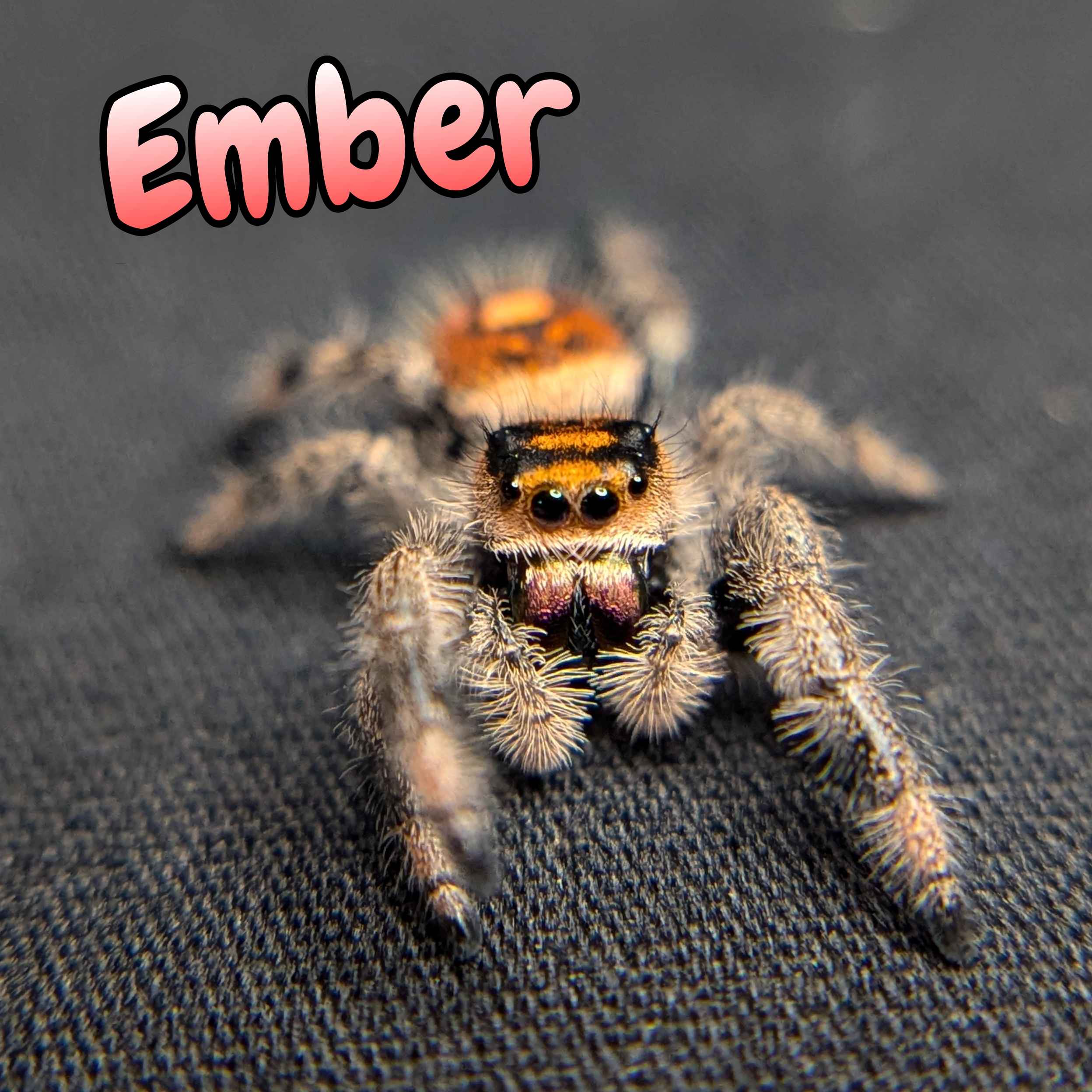 Regal Jumping Spider For Sale, Ember, Front View