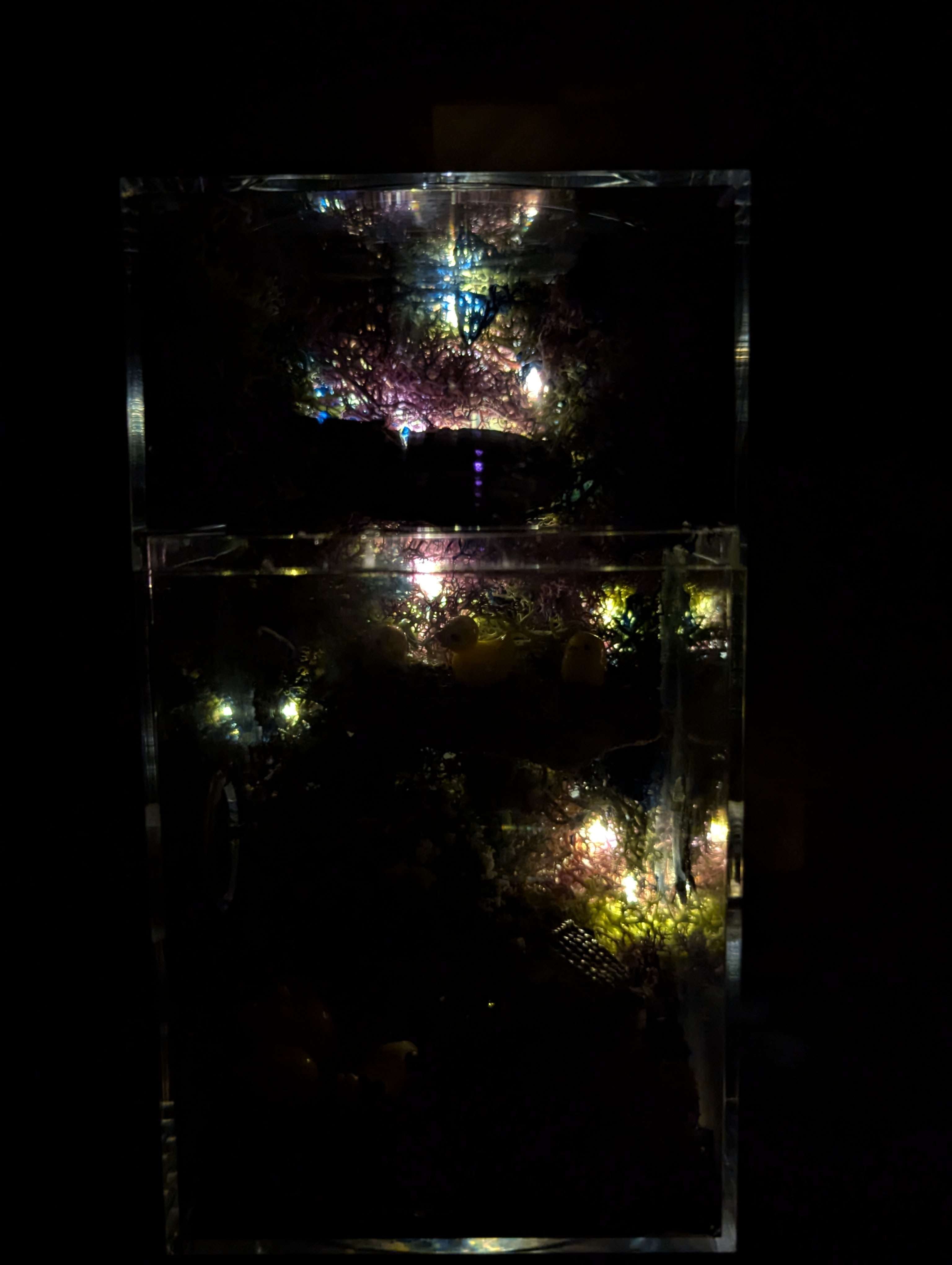 ~Fairy Lights~ Custom Jumping Spider Enclosure