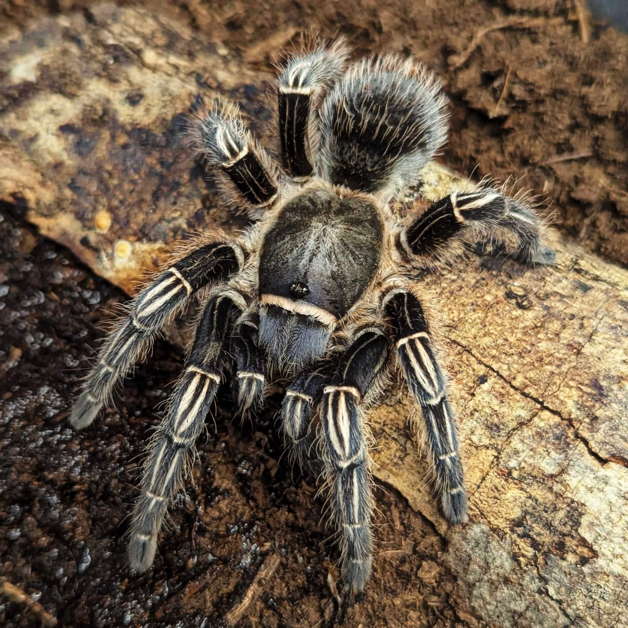 Top View of a Striped Knee Tarantula on a dirt background