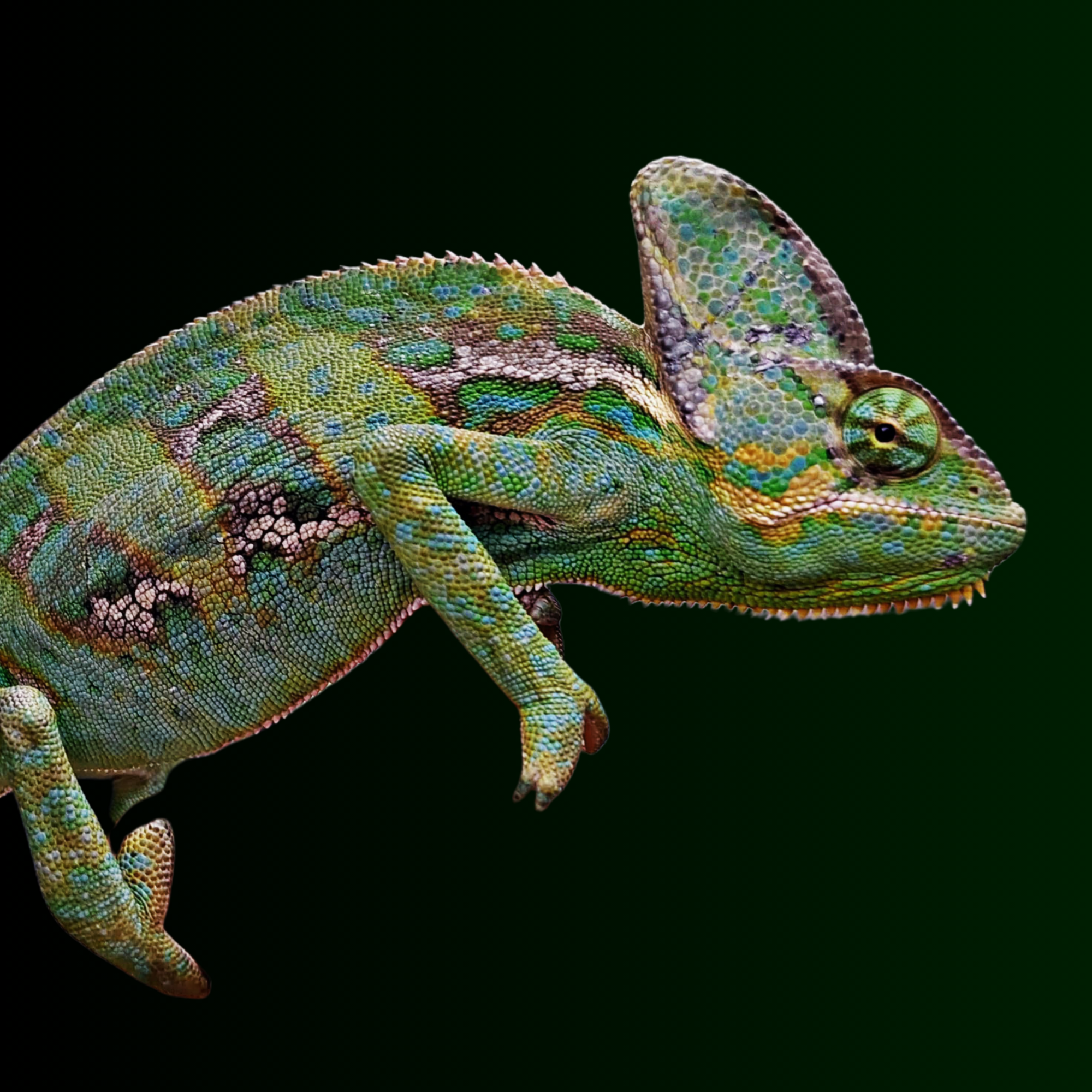 Sub-Adult Male Veiled Chameleon For Sale