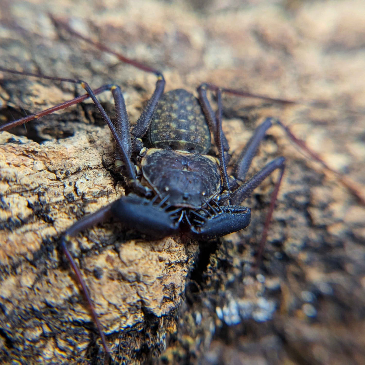 Tailless Whip Scorpion Front View