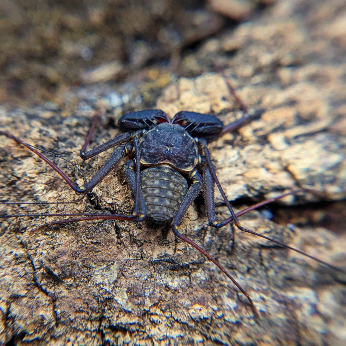 Tailless Scorpion Back View
