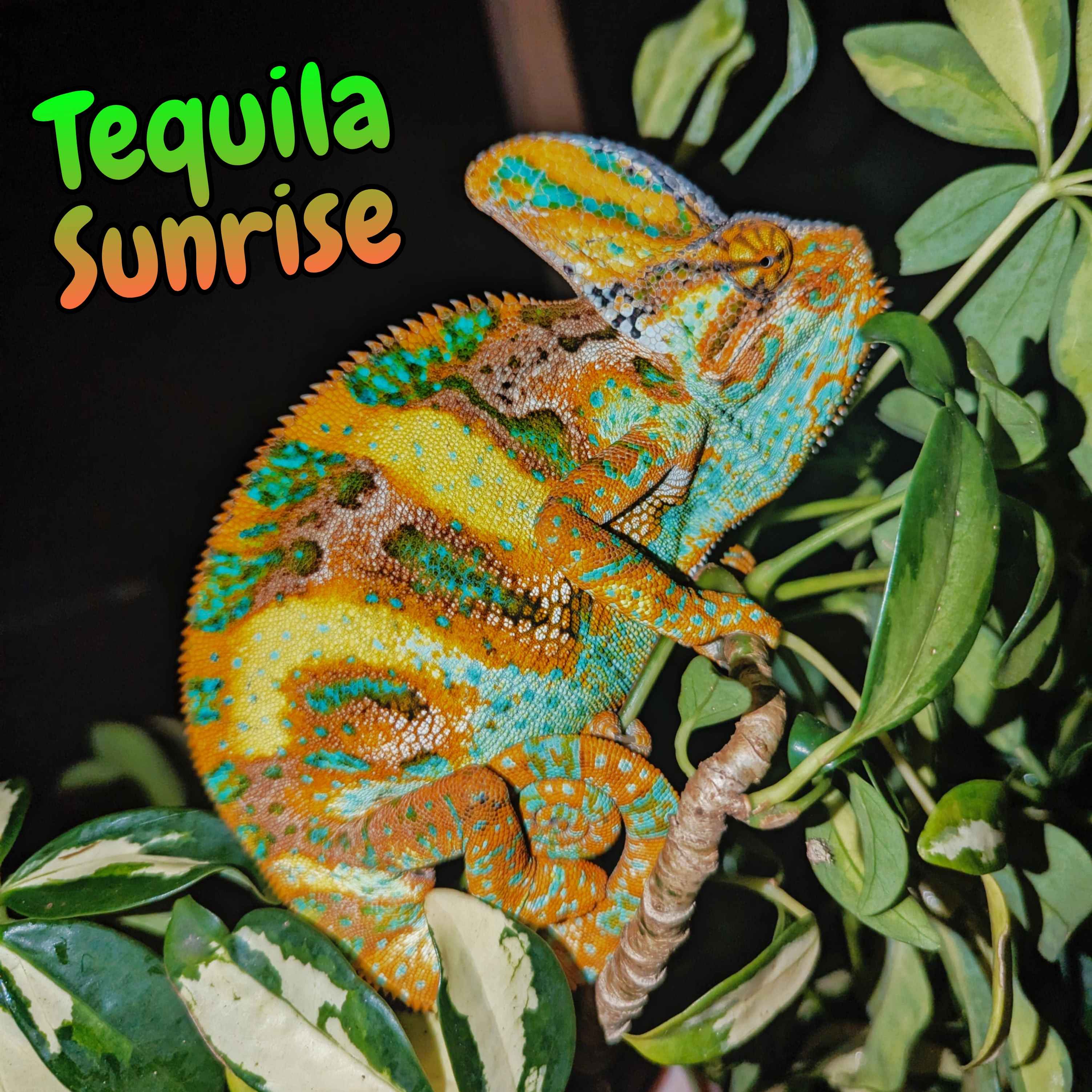 High Quality Adult Male Veiled Chameleon, For Sale, Tequila Sunrise