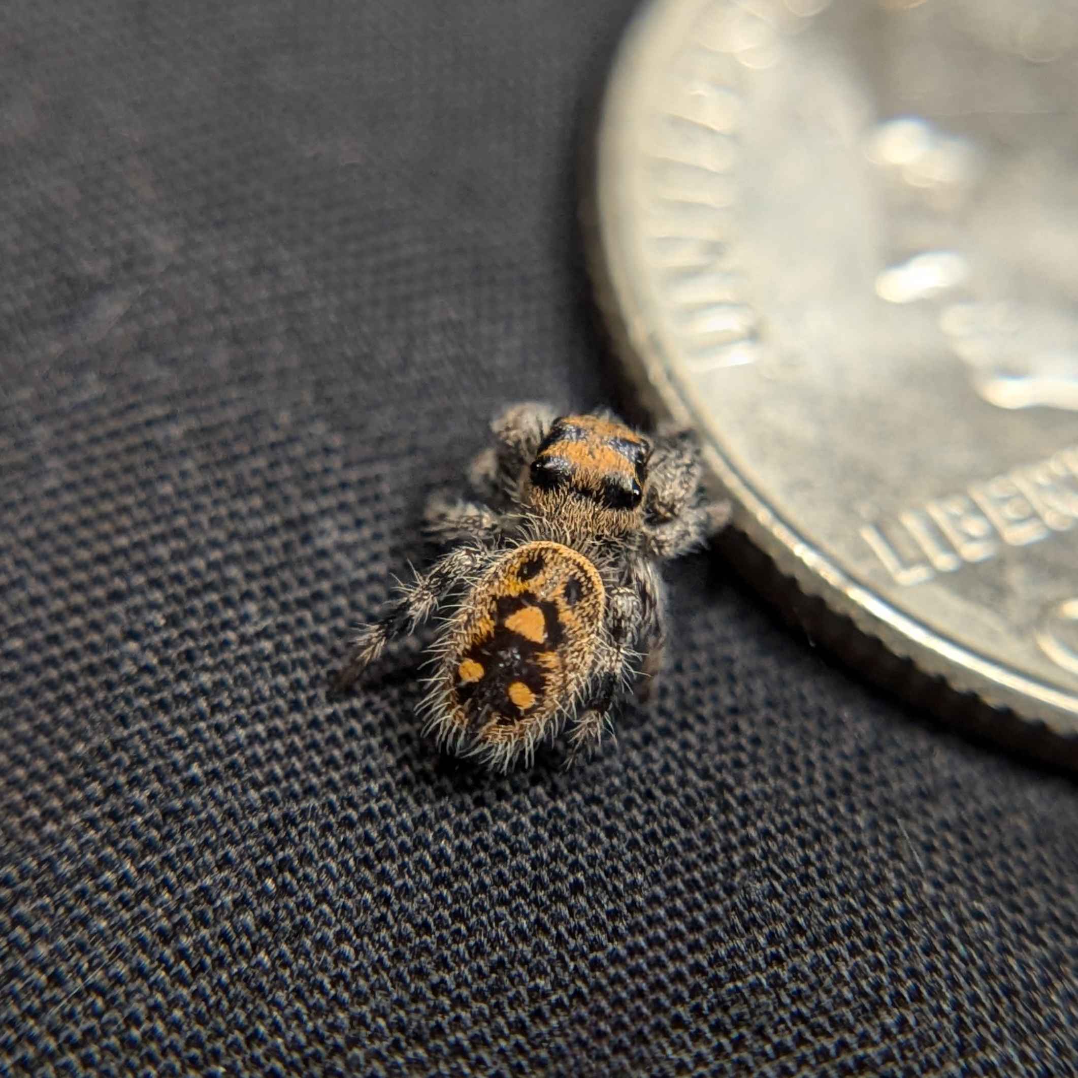 Regal Jumping Spider For Sale Named Tiger, Back View