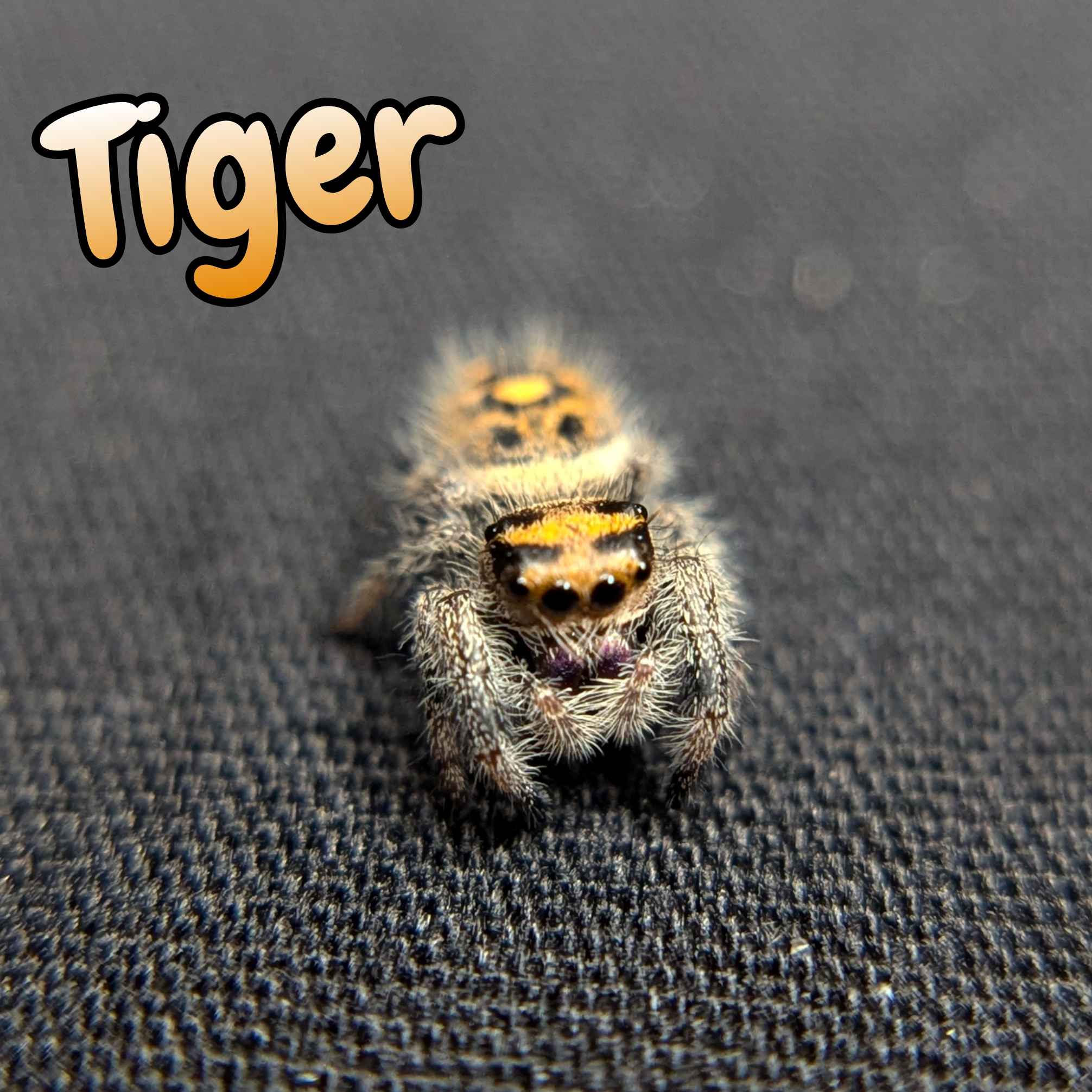 Regal Jumping Spider For Sale Named Tiger, Front View