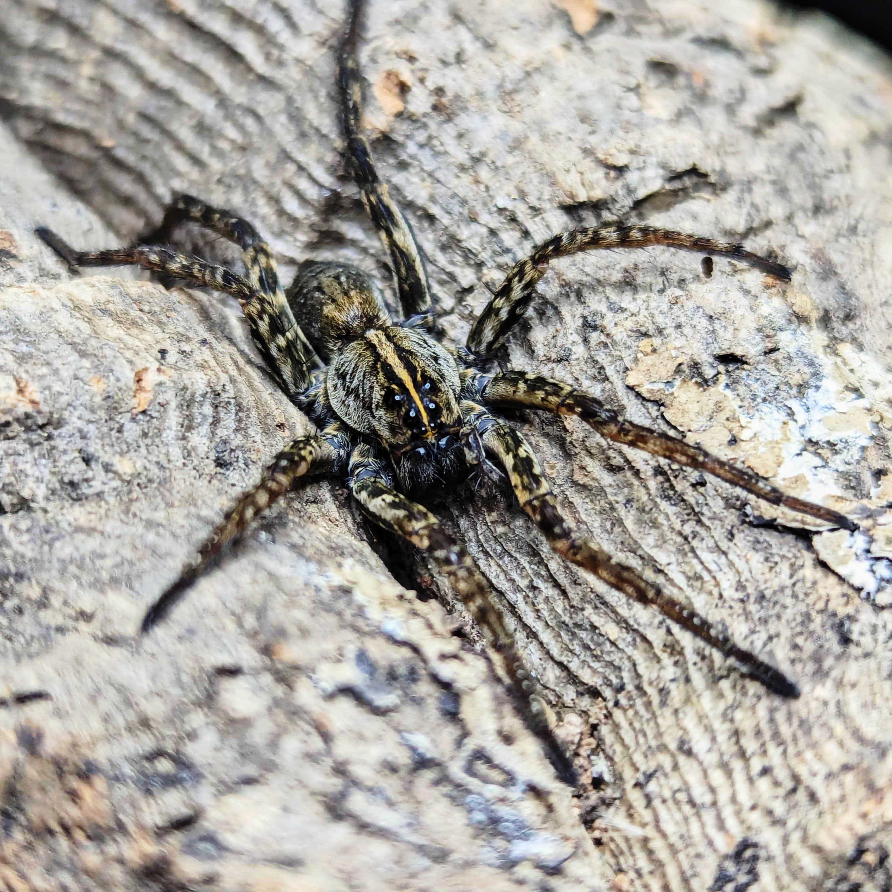 Florida Wolf Spider (Tigrosa annexa)