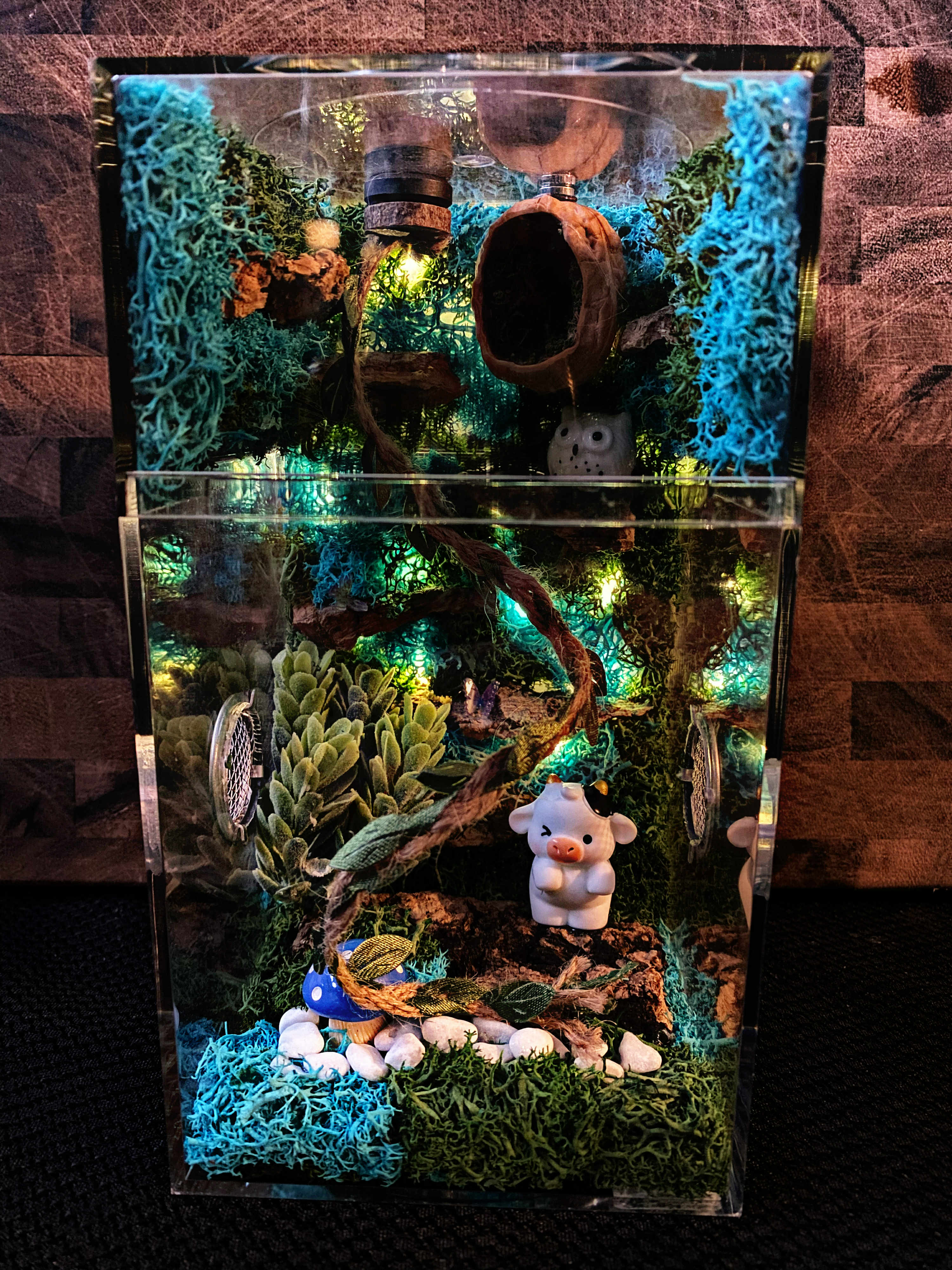 ~Fairy Lights~ Custom Jumping Spider Enclosure