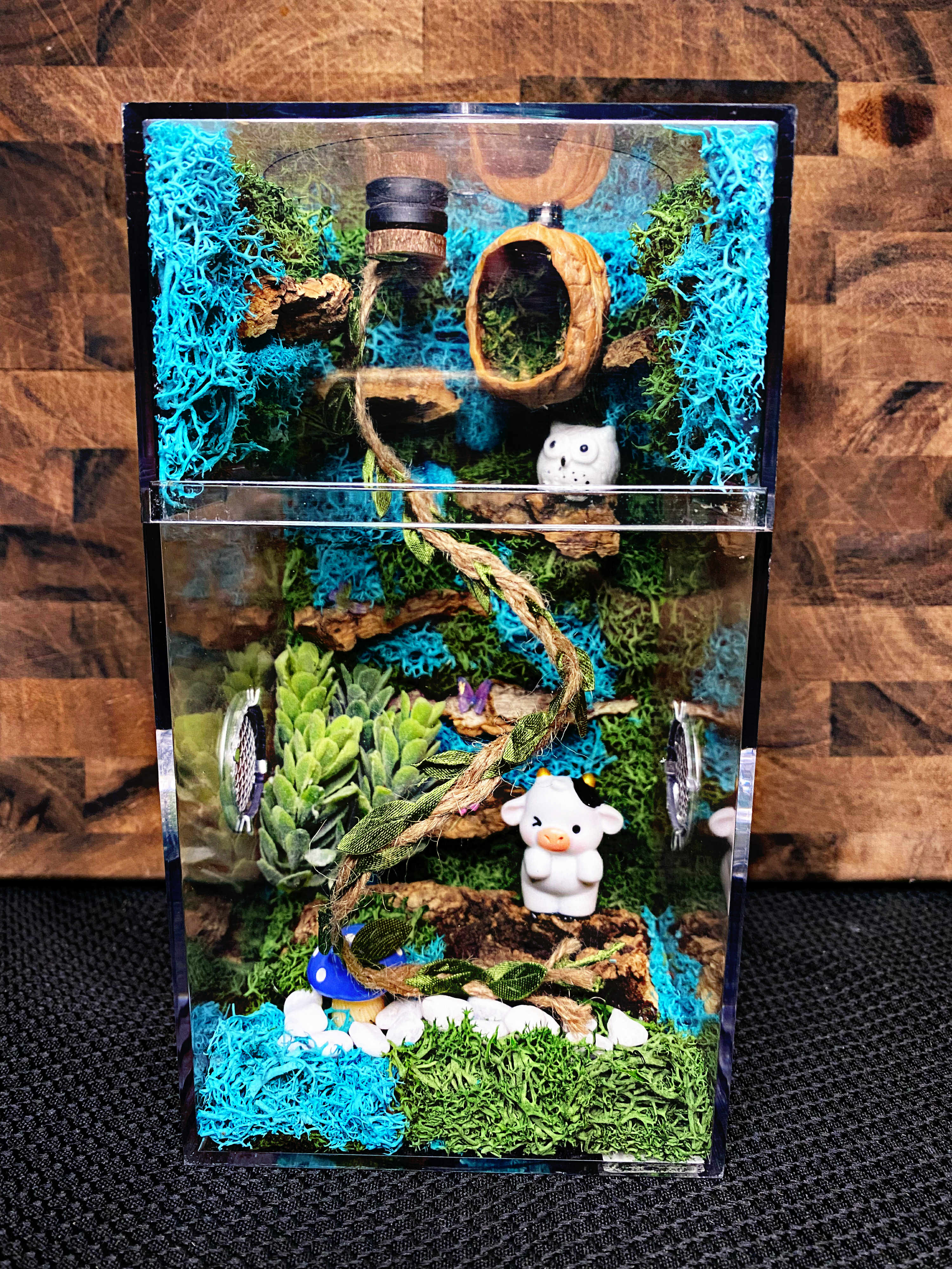 ~Fairy Lights~ Custom Jumping Spider Enclosure