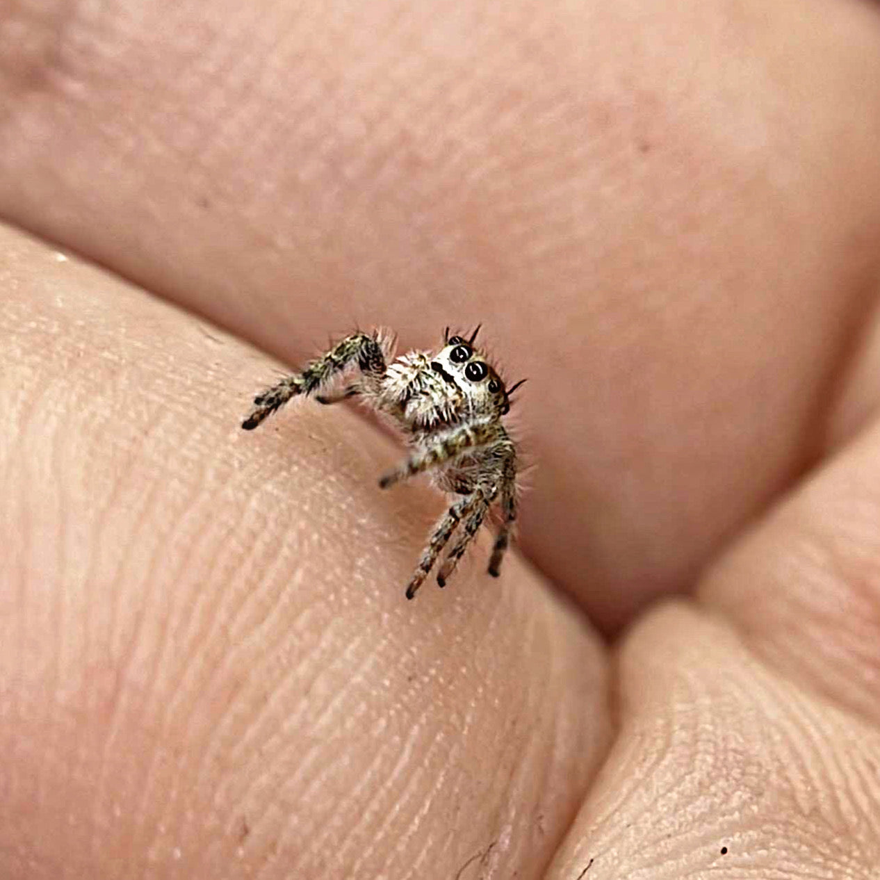 Juvenile Otiosus Jumping Spider "Cheesecake" (High White)