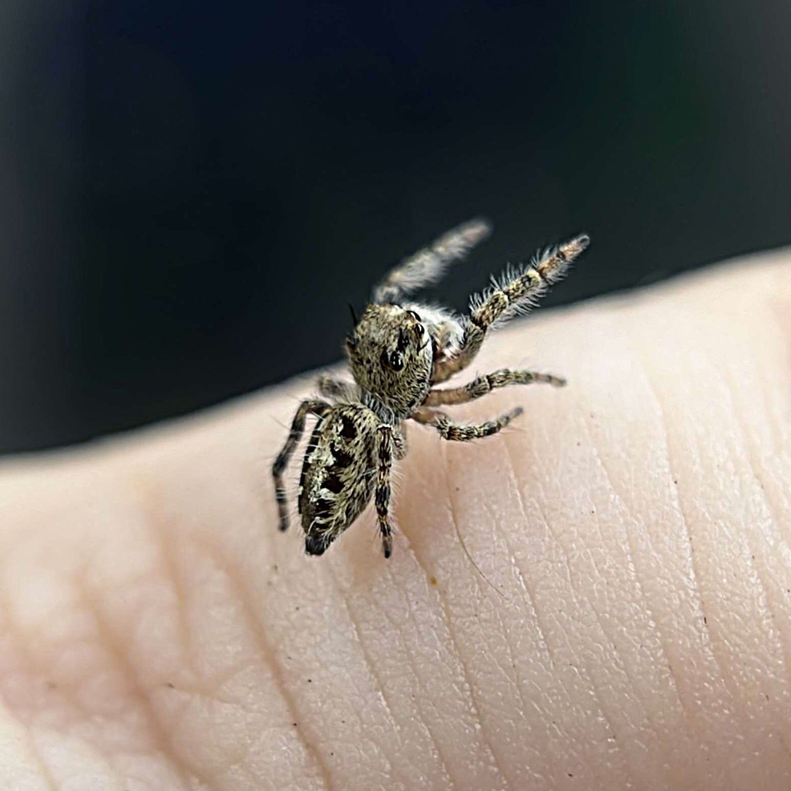 Juvenile Otiosus Jumping Spider "Cheesecake" (High White)