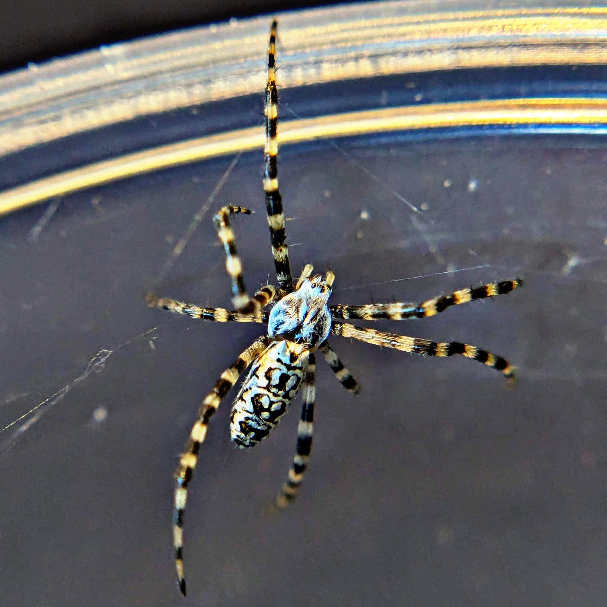 Yellow Orb Weaver (Argiope aurantia)