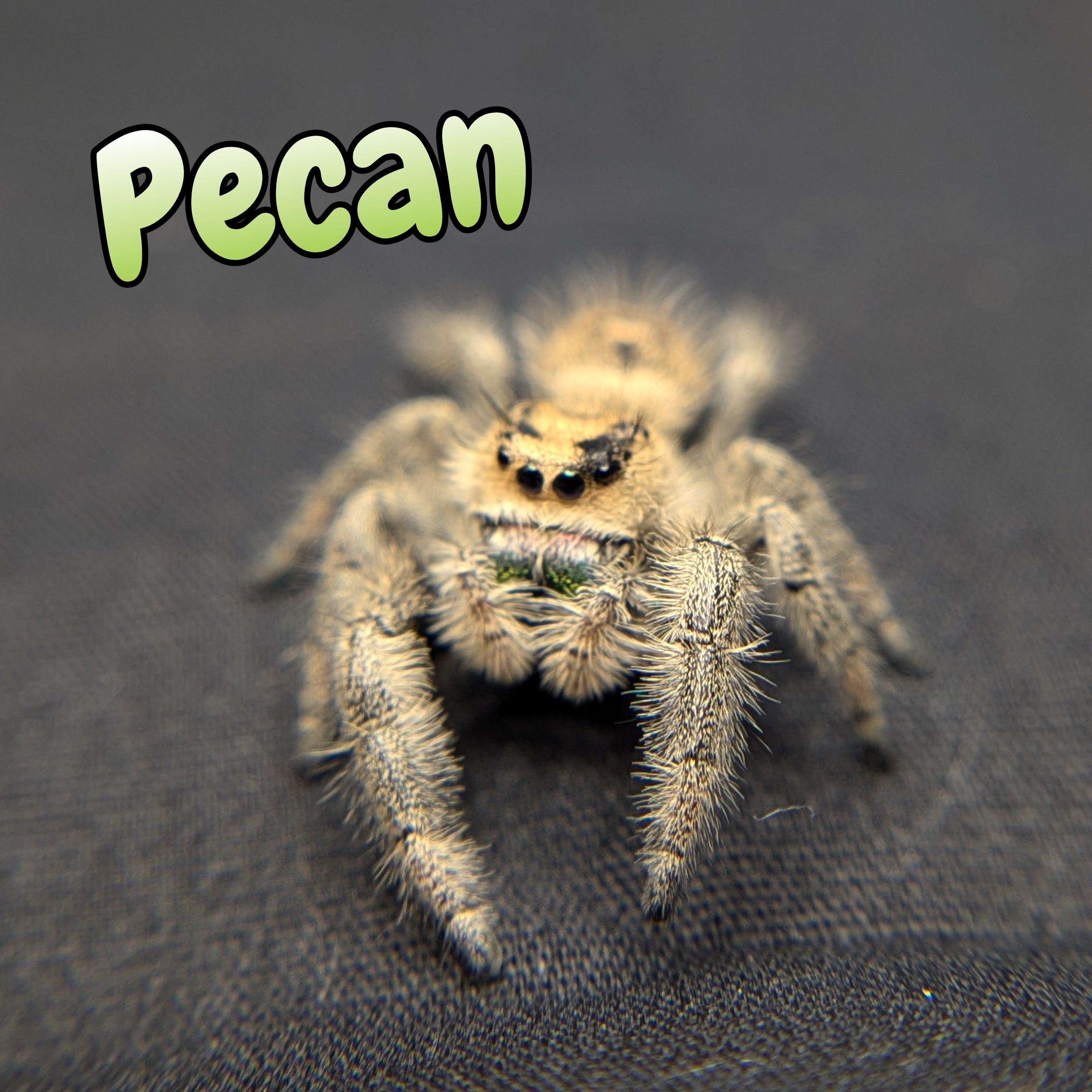 jumping Spider for sale 