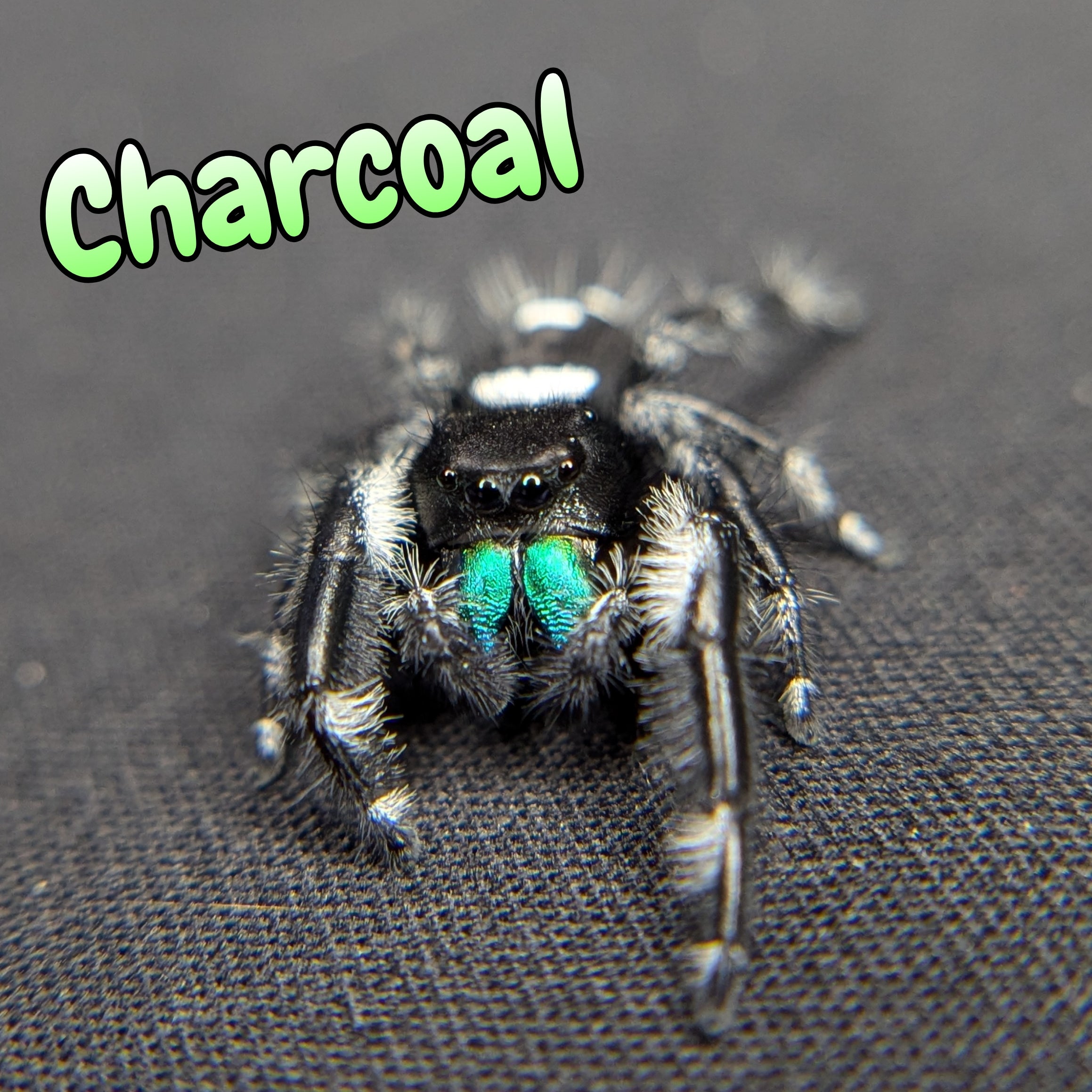 jumping spider for sale named charcoal, front view