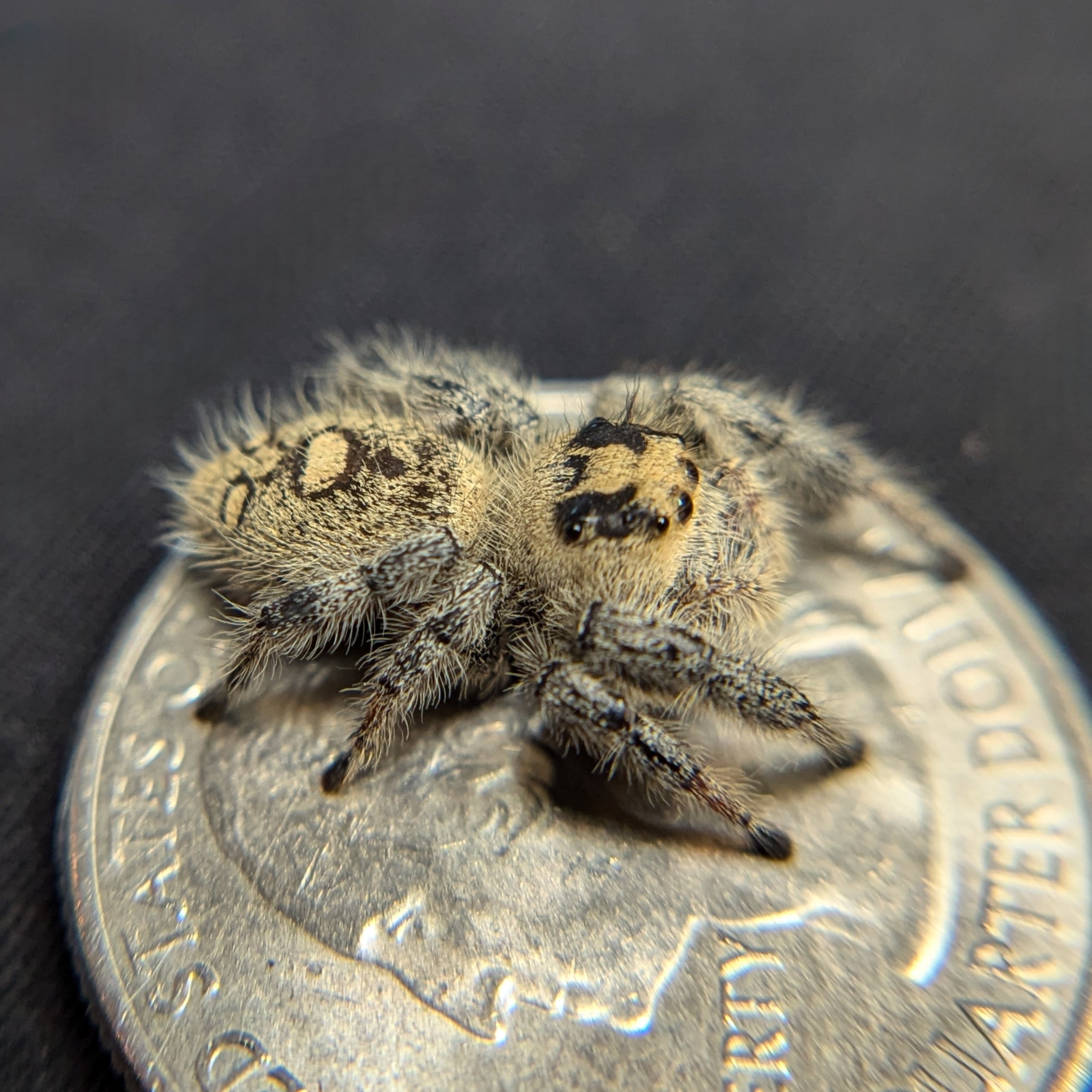 Regal Jumping Spider "Pastry"