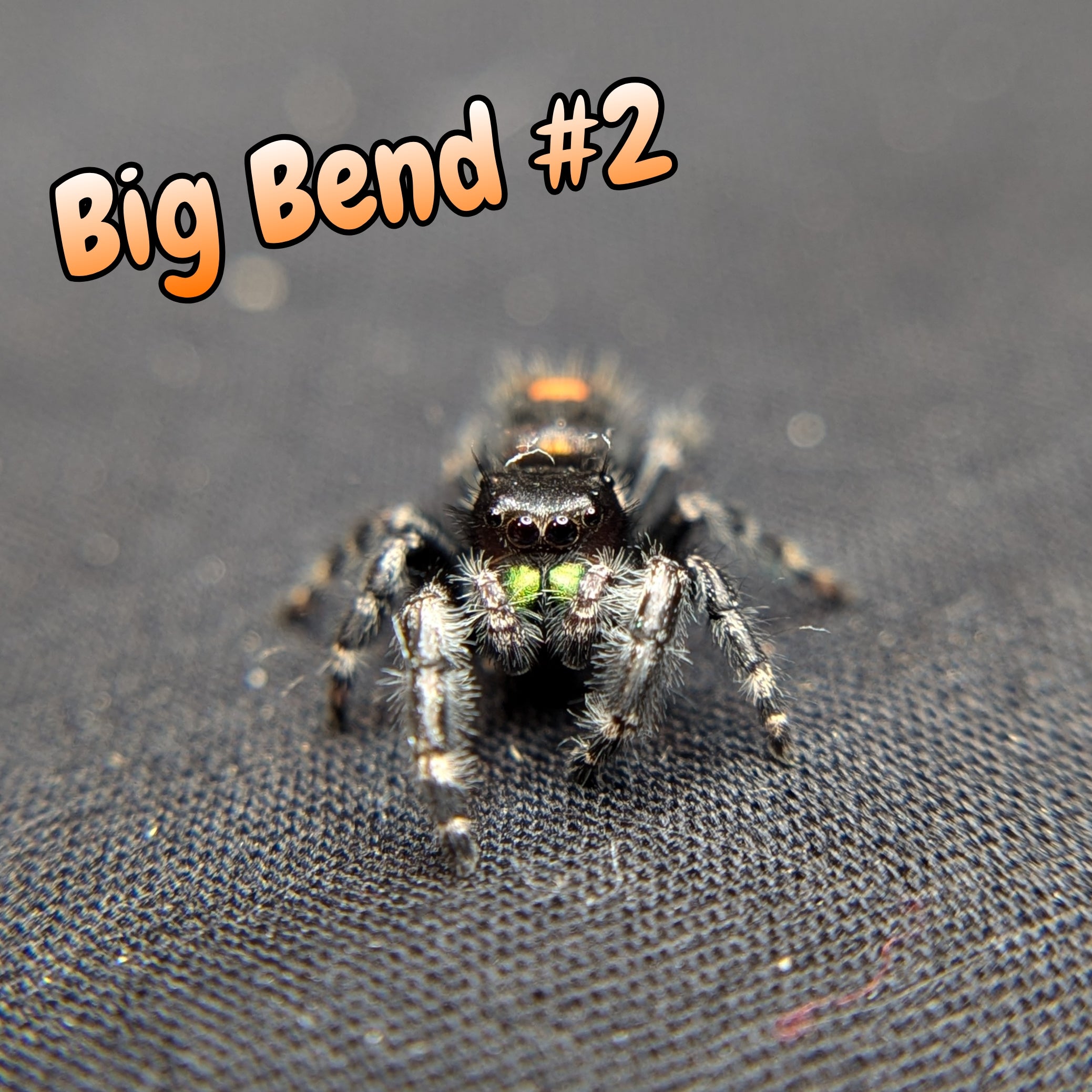 Audax Jumping Spider (Big Bend) #2