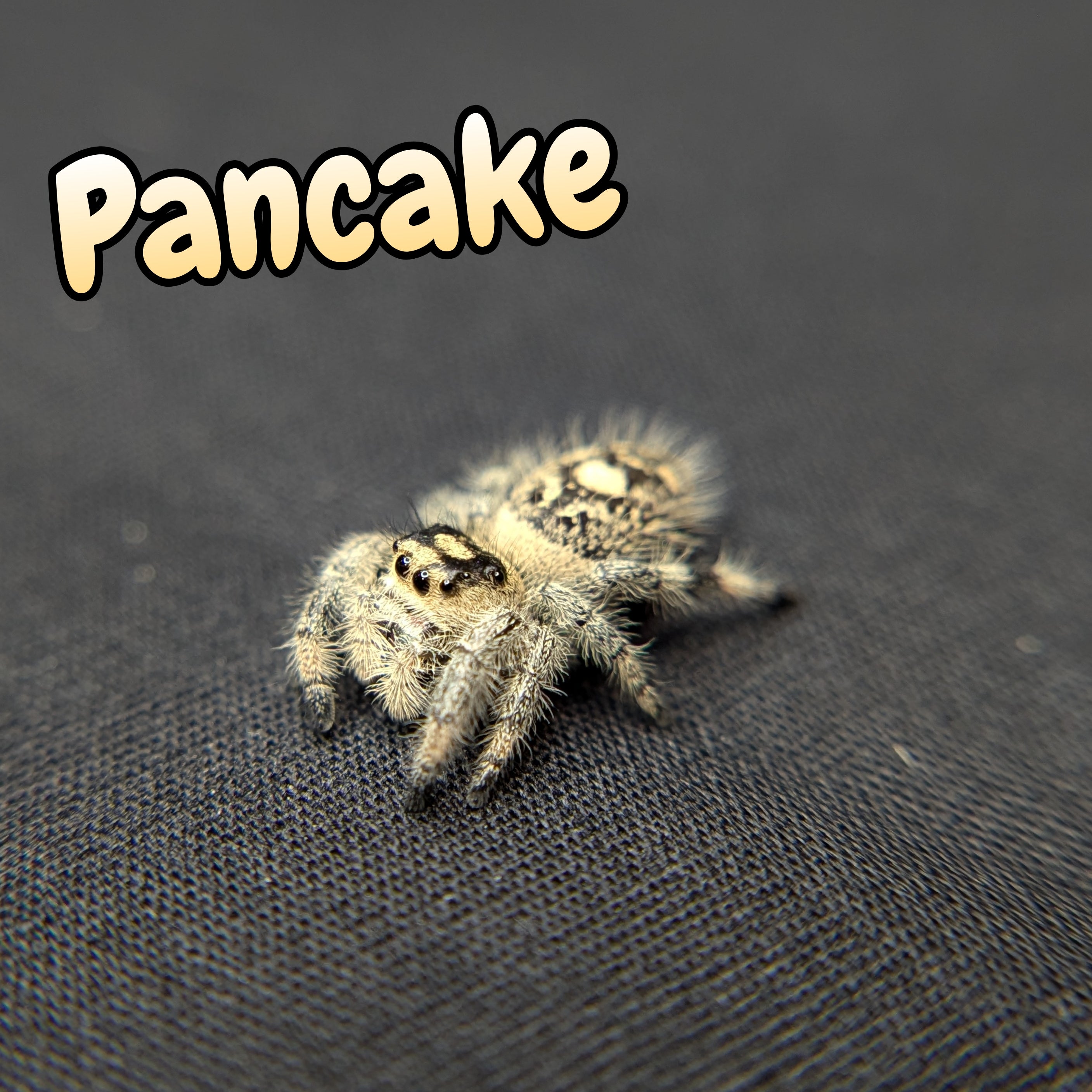 Regal Jumping Spider "Pancake"