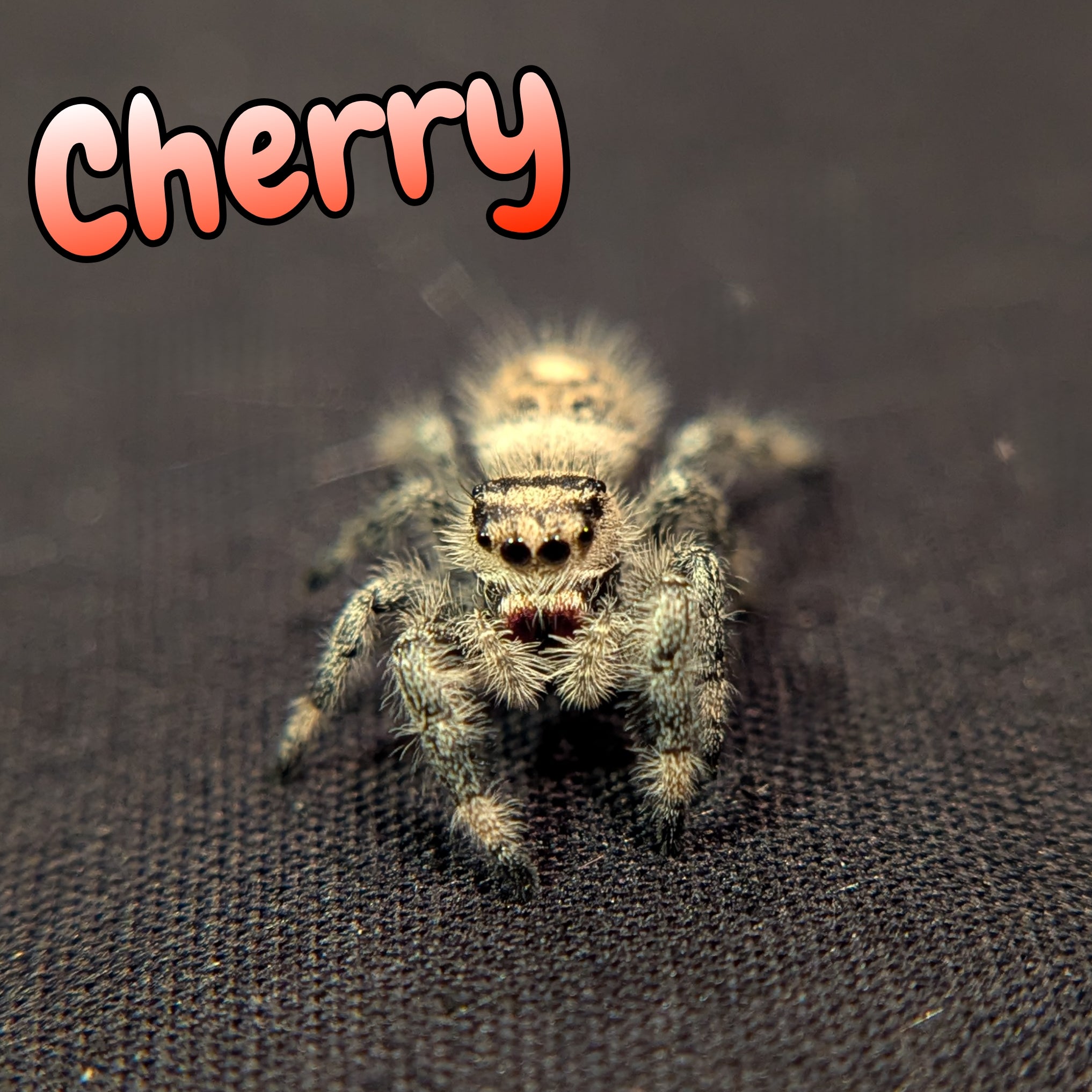 Regal Jumping Spider "Cherry"